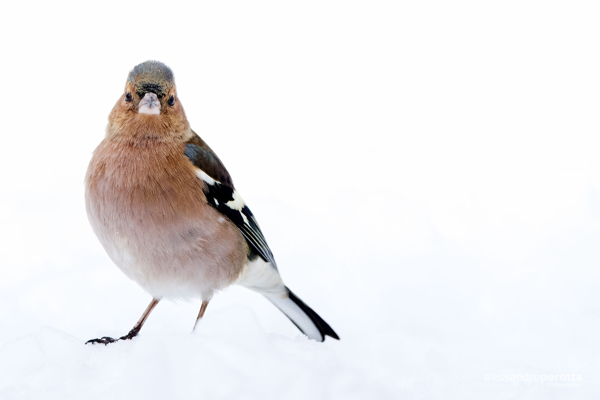 Coelebs's fringilla