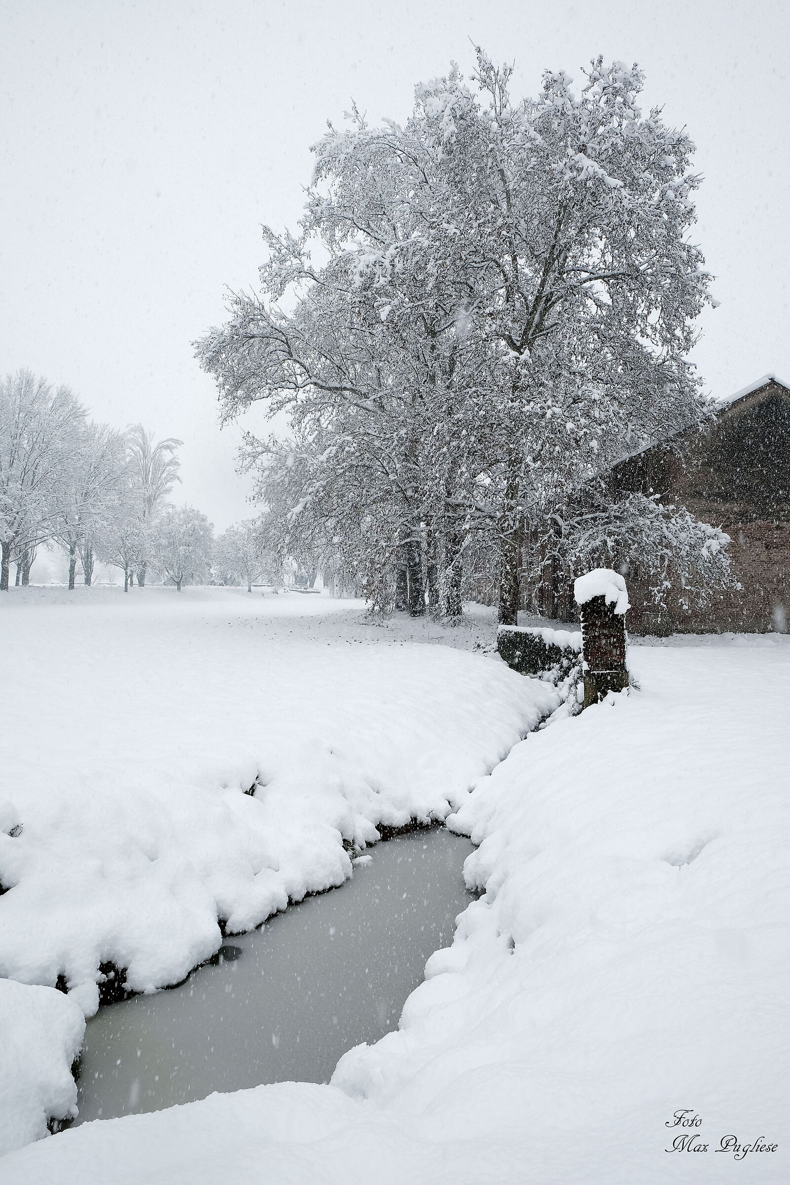 Neve