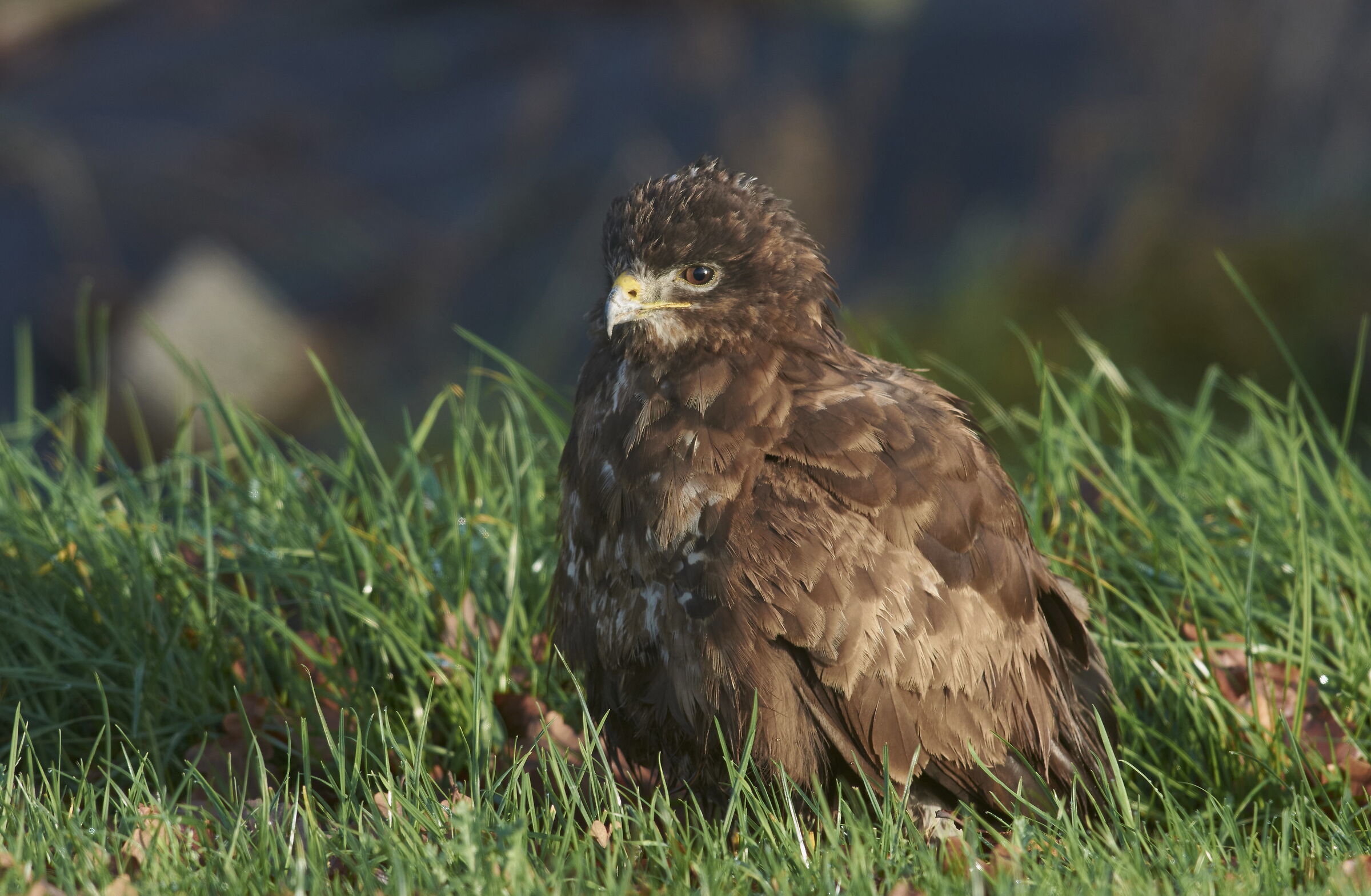 Poiana comune europea (Buteo buteo)