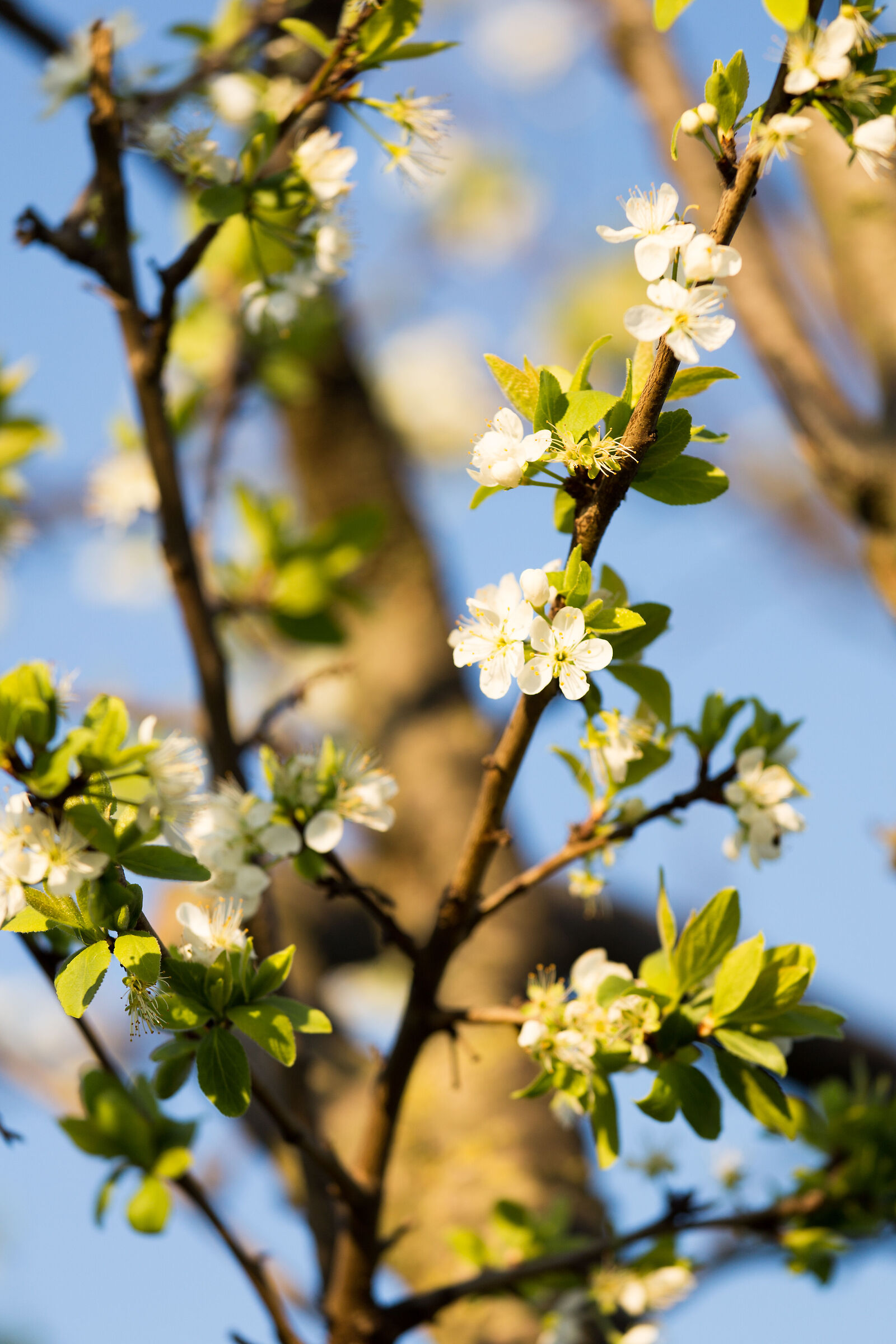 Parco degli acquedotti