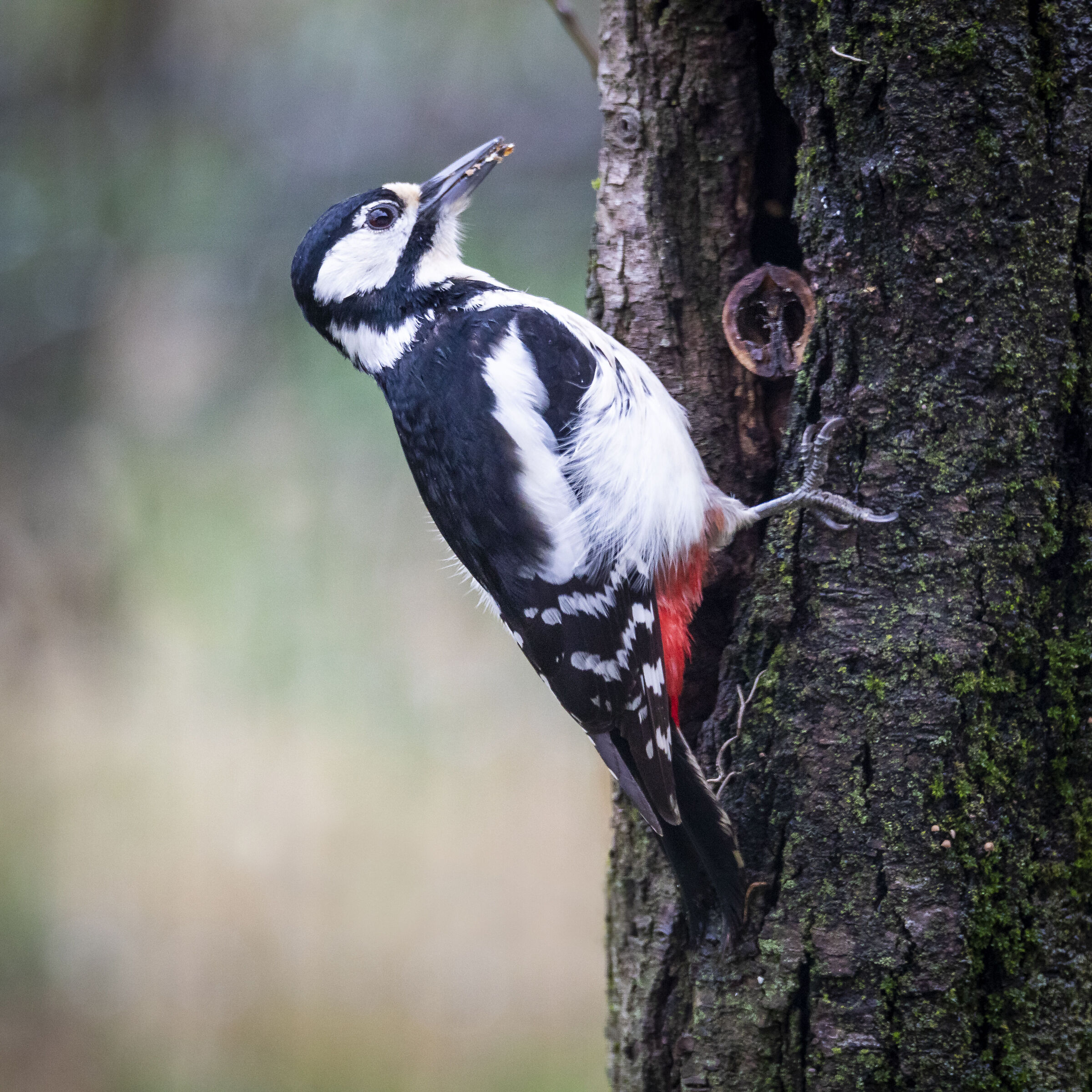 Greater woodpecker