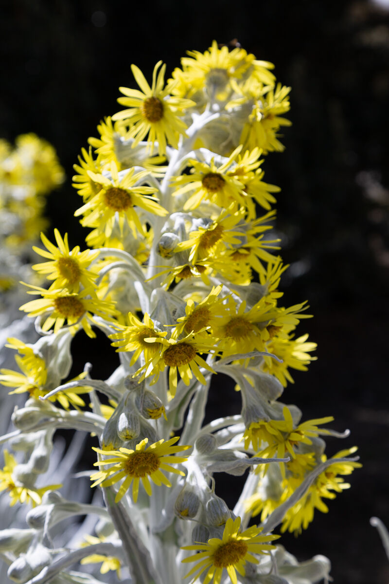 ..........ande......