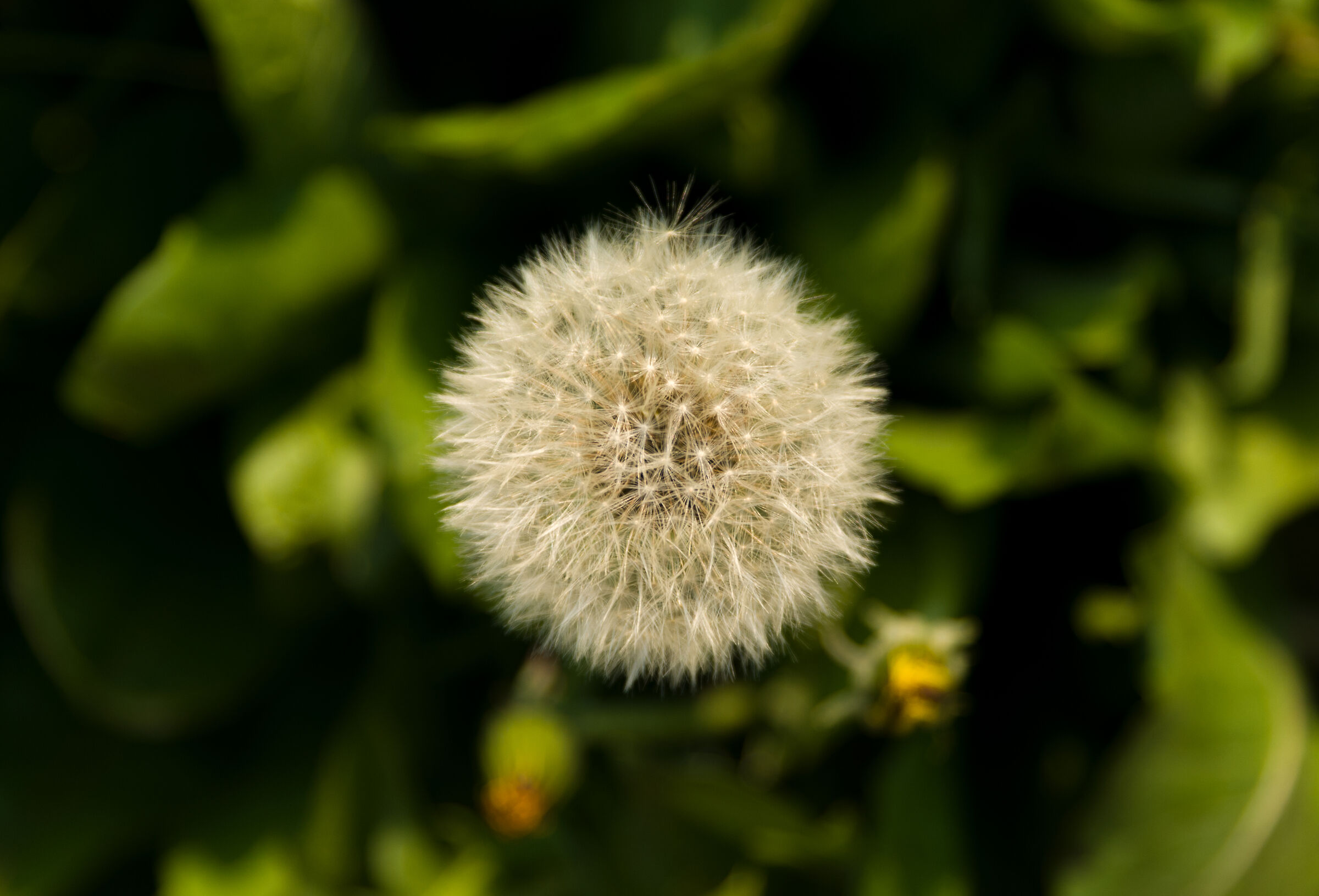 Fruitlessness of a Medicinal Taraxacum