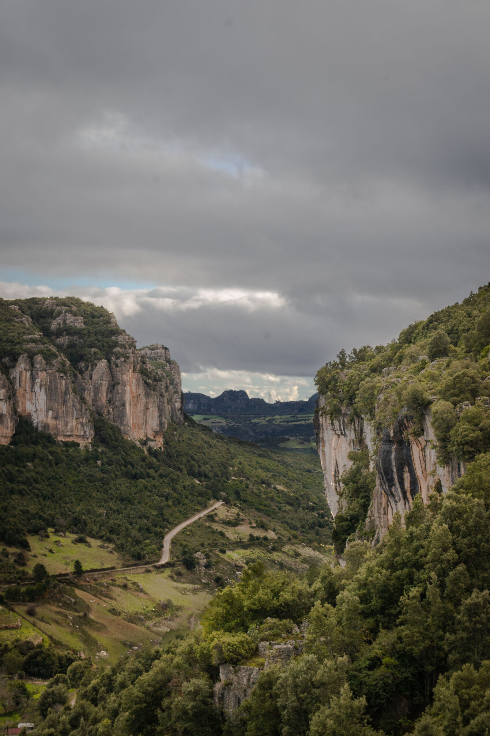 Alberi e Canyon