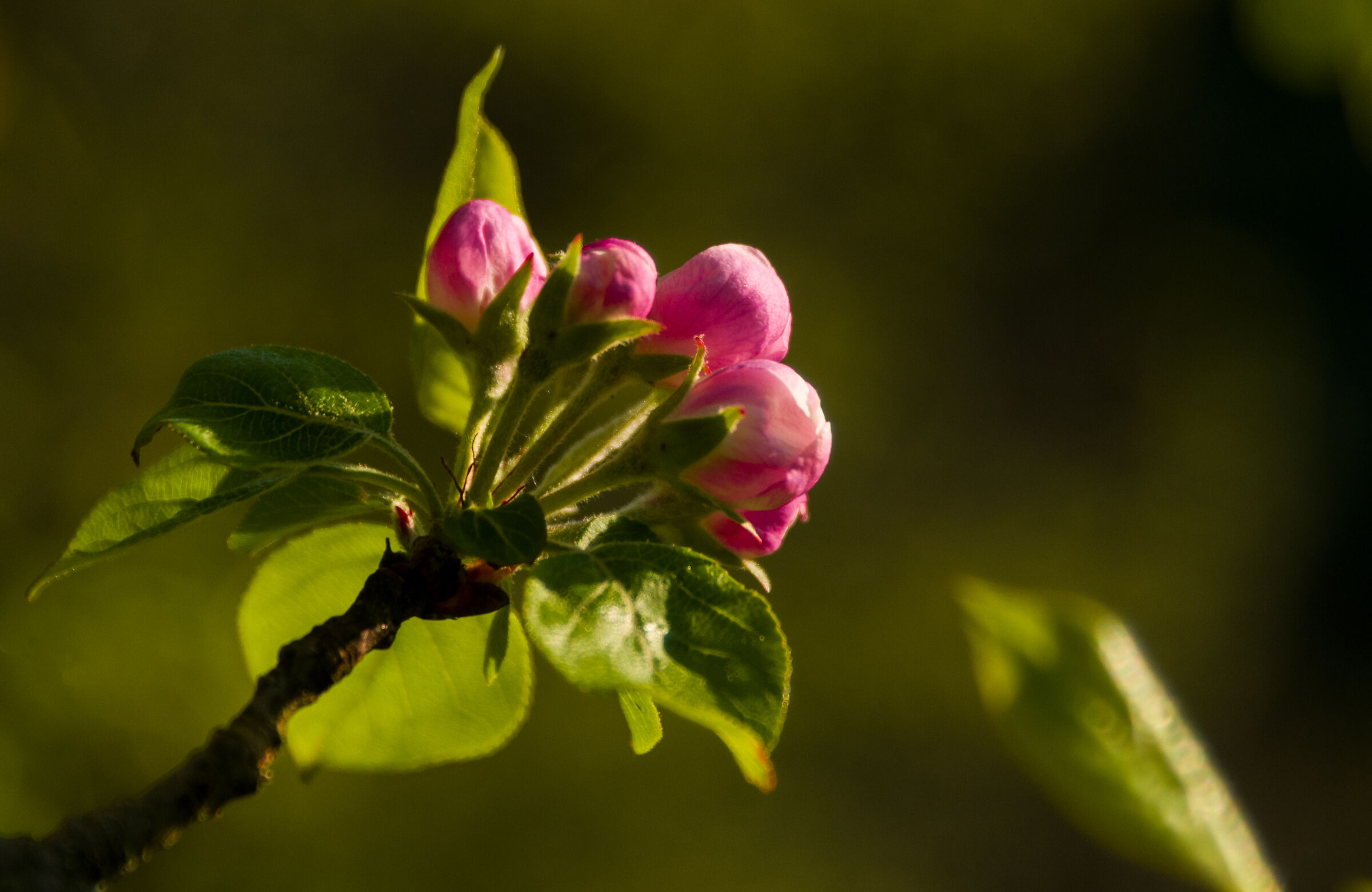 And life blossomed, still