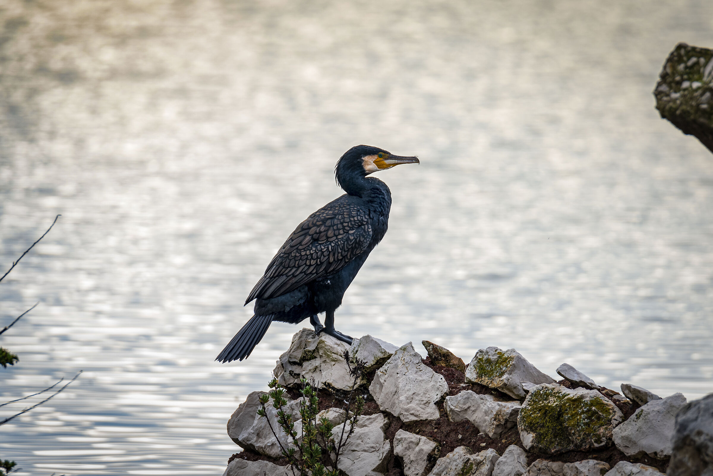 Cormorano Comune