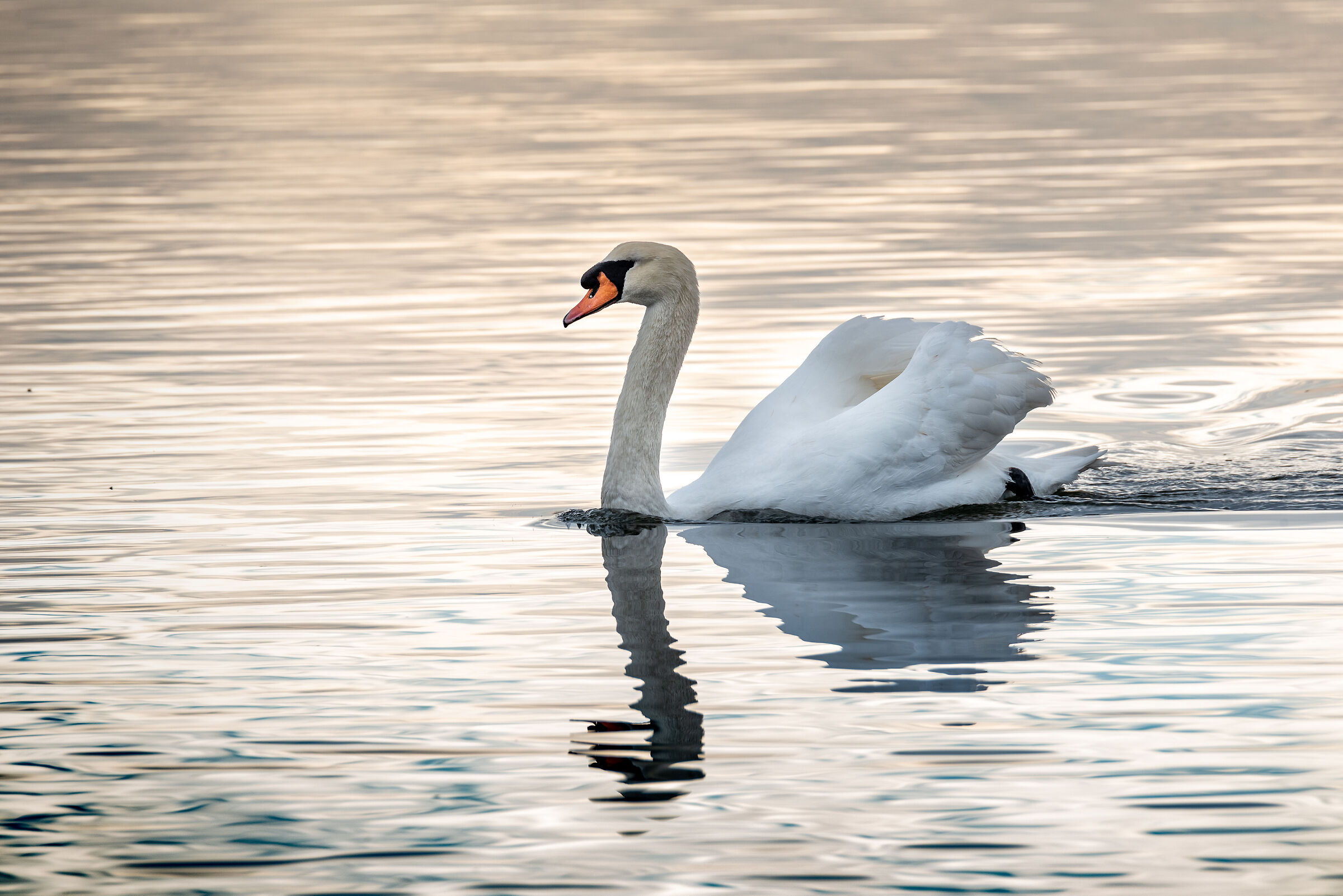 Cigno lago di fogliano