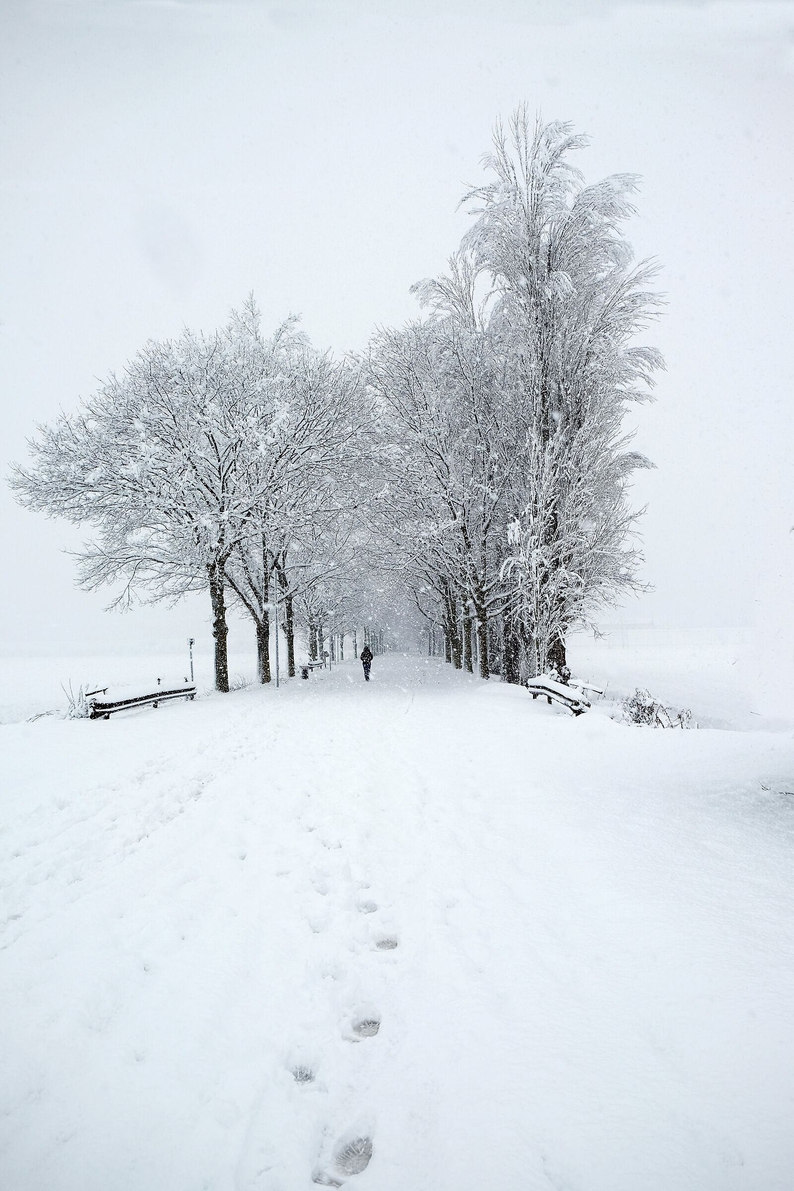 Orme nella neve