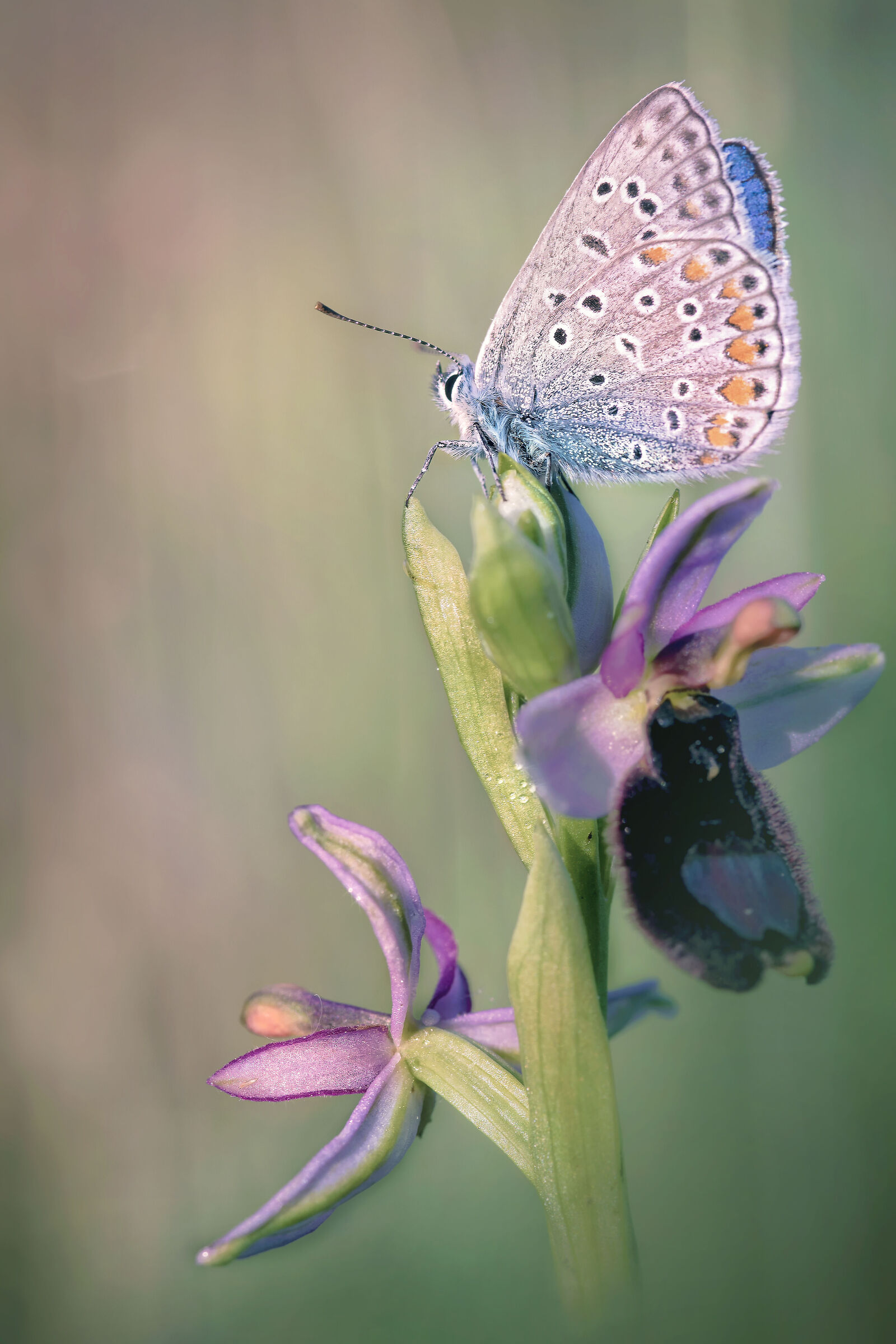 Lycaenidae Plebijides