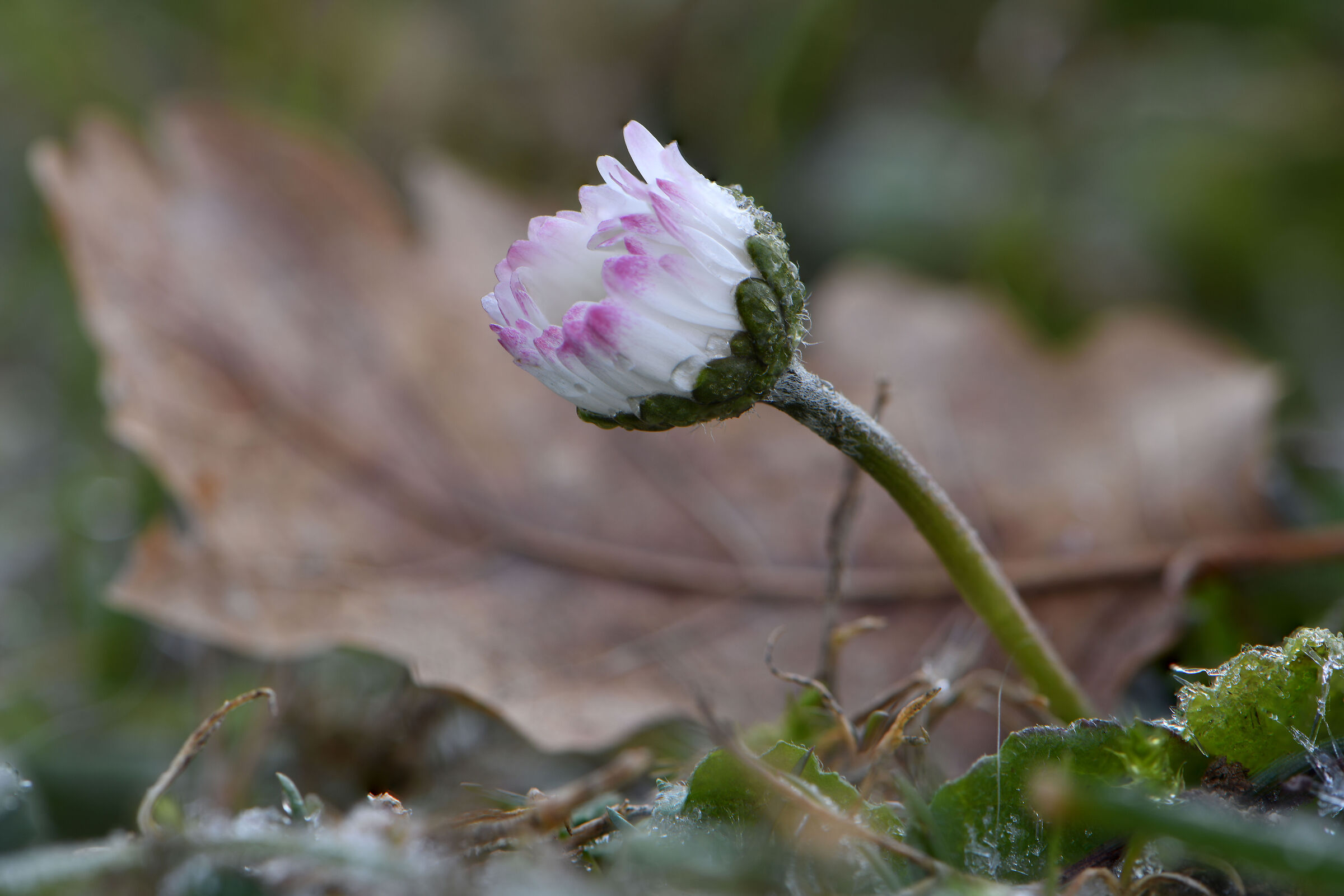 Il risveglio della margherita