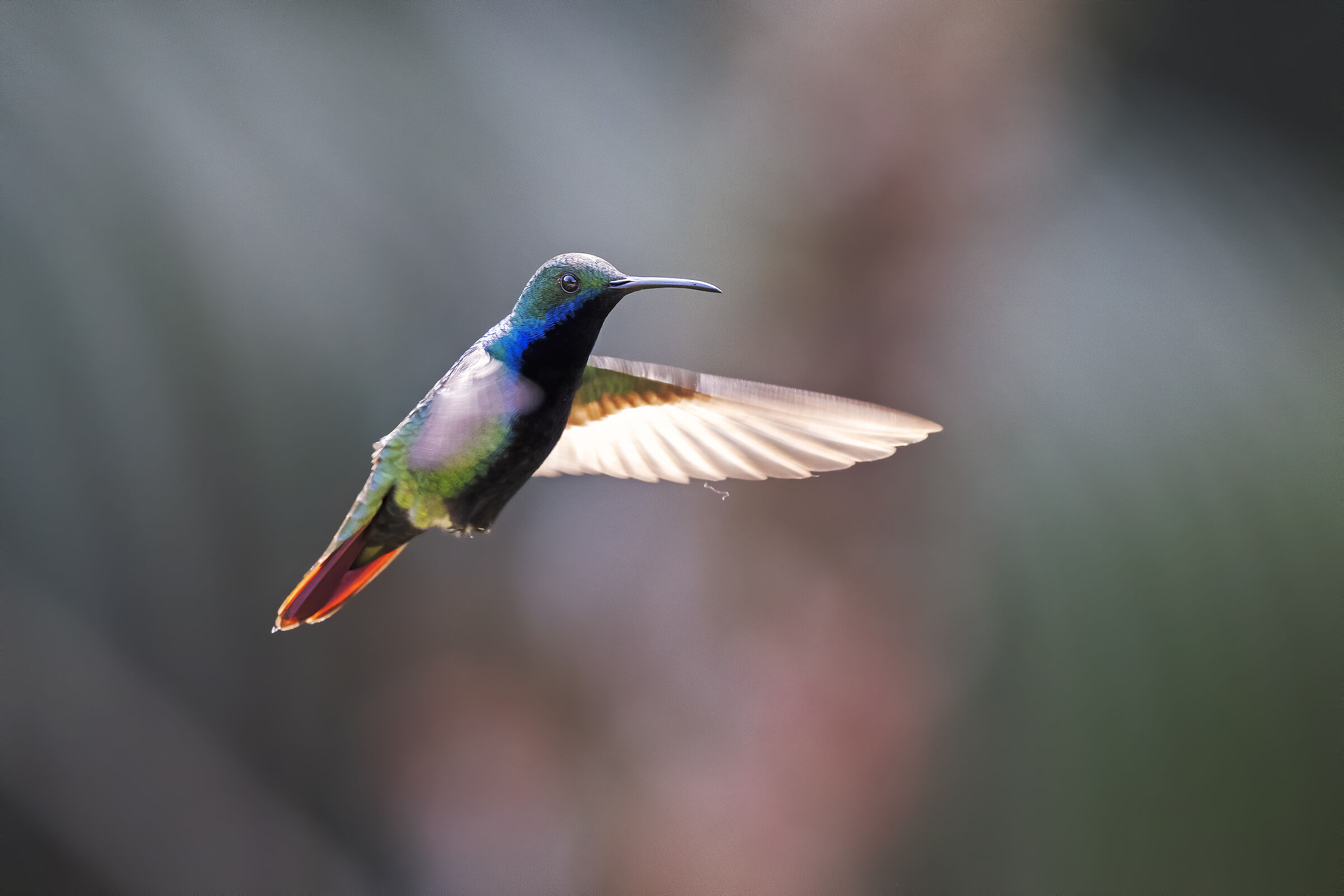 Beija-flor-de-veste-preta