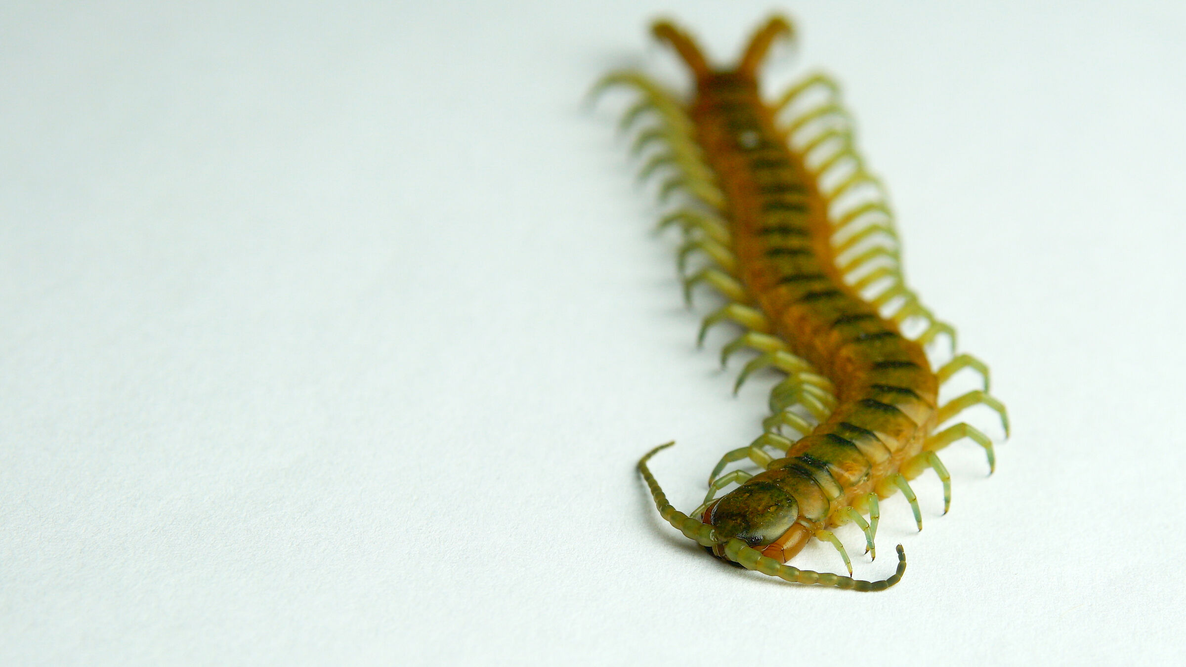 Scolopendra Cingulata