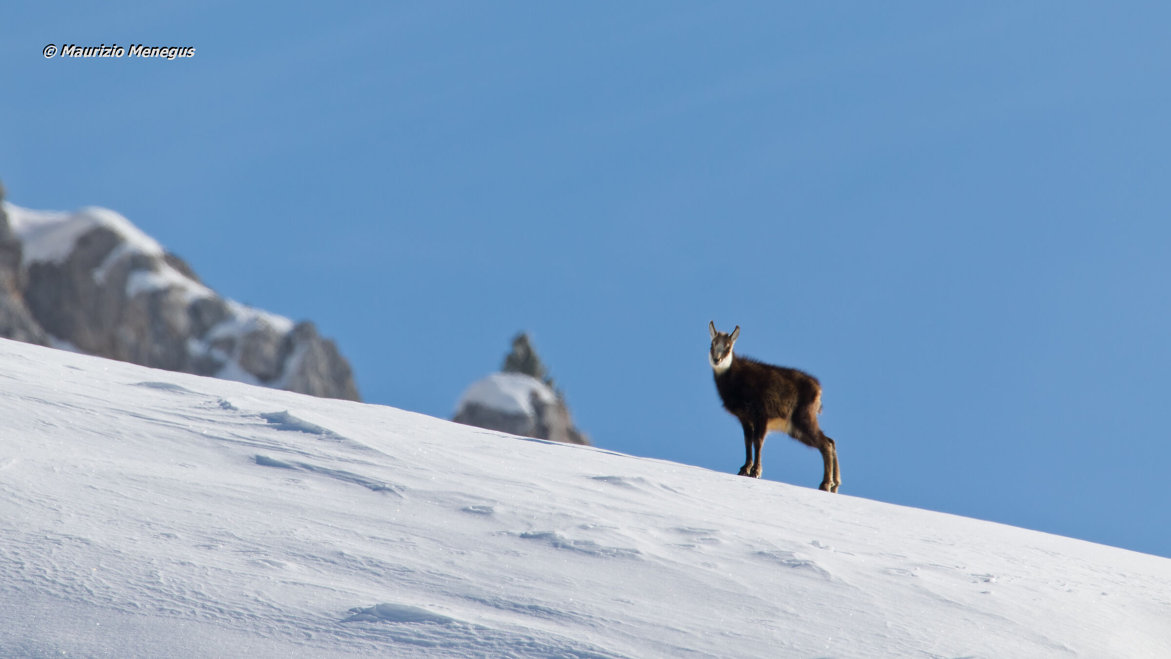 Il piccolo tra bianco e azzurro