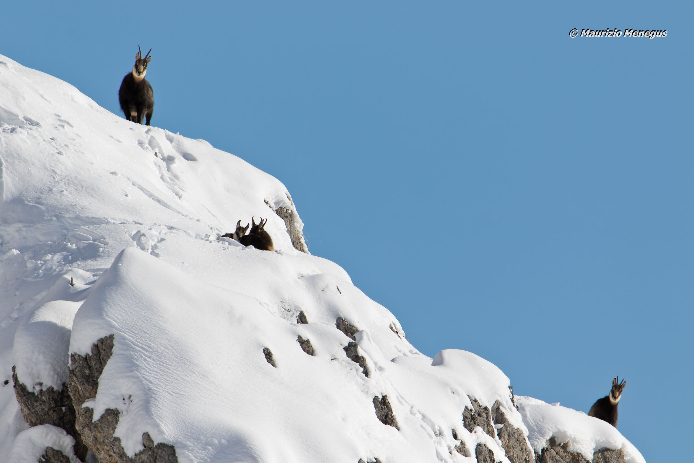 Camosci in alta quota
