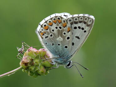 Polyommatus hispanus