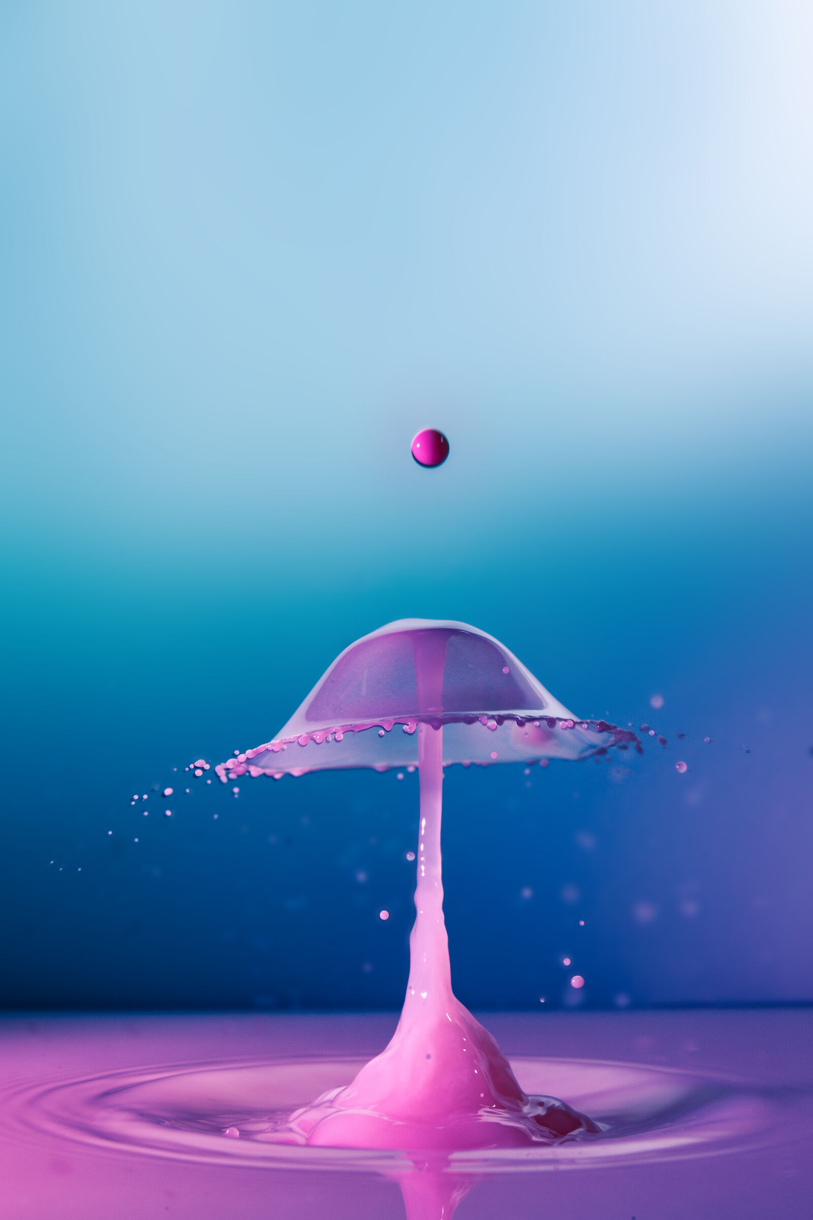 Sotto il fungo cosa c'è?