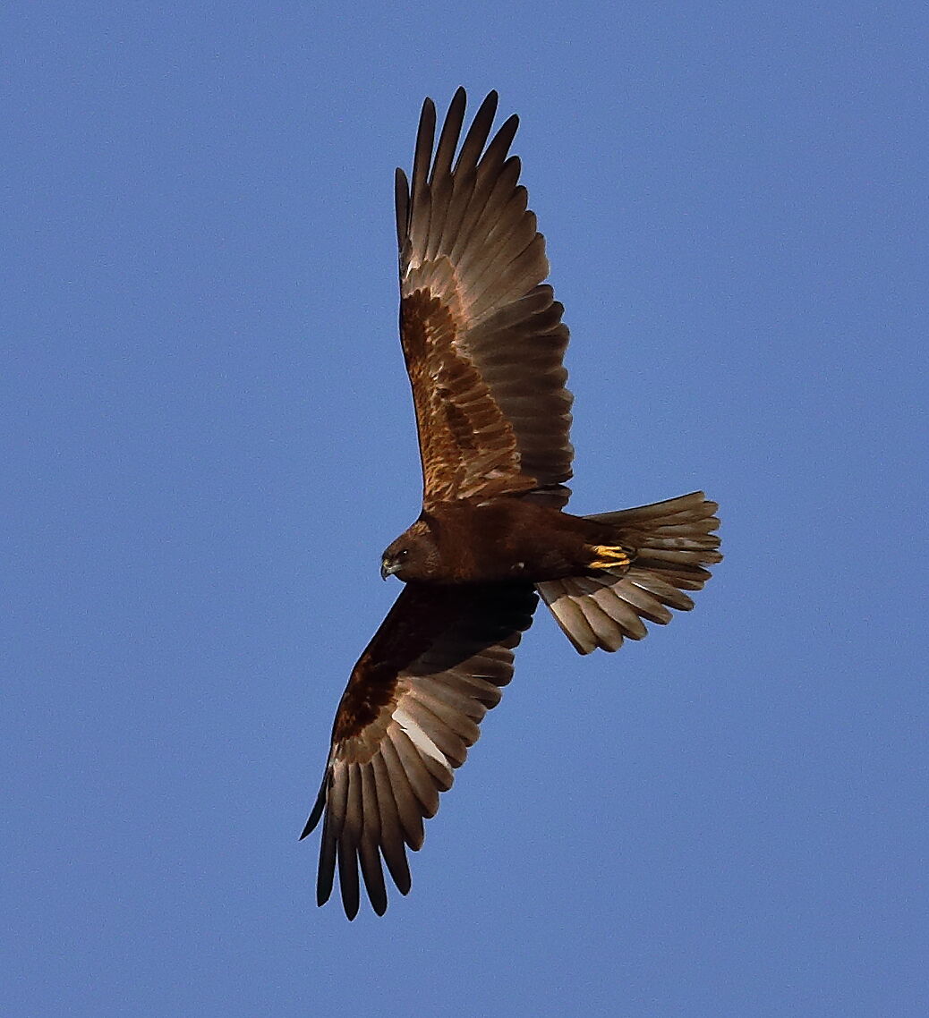 Femmina di falco di palude