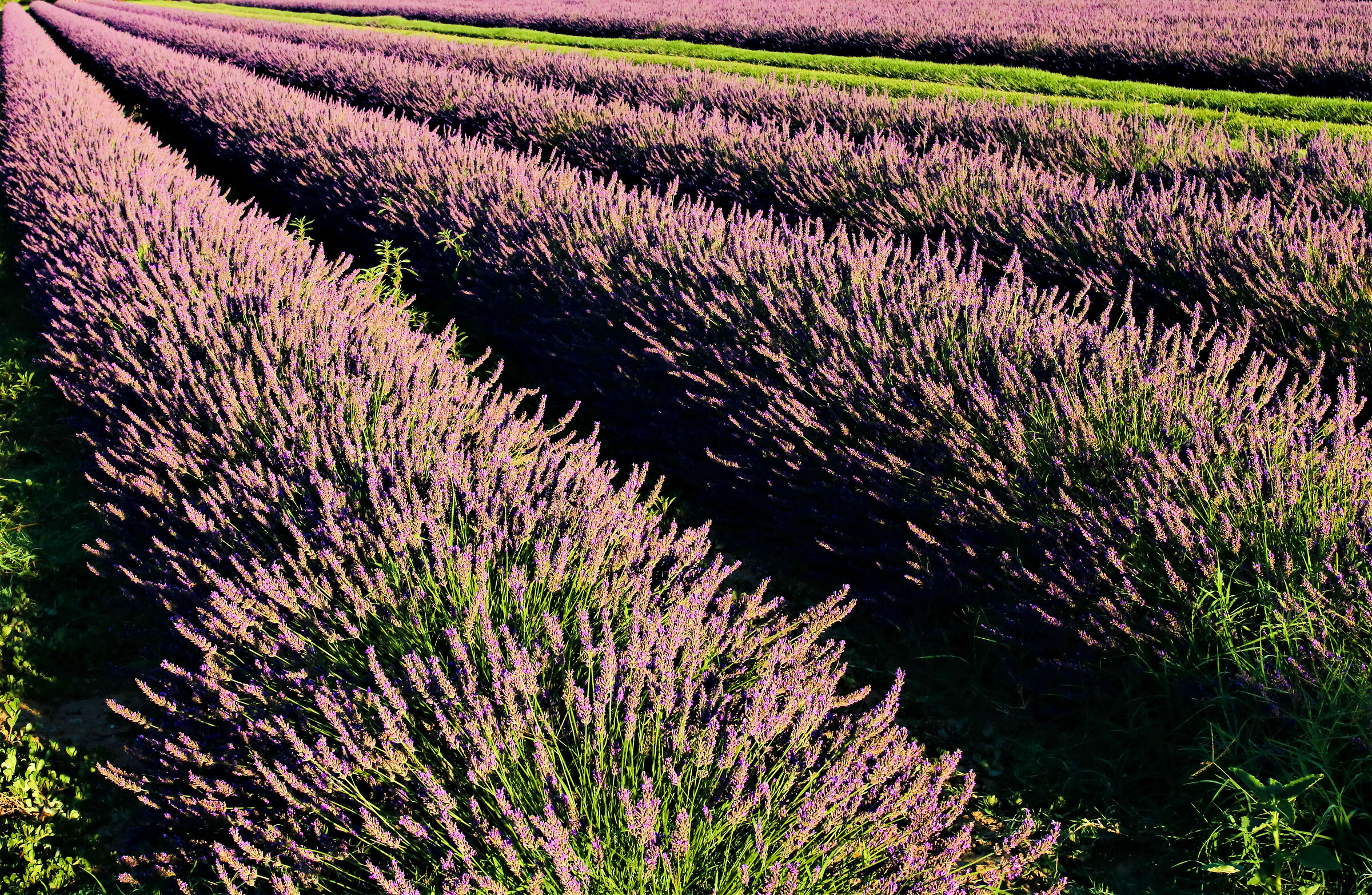 Lavanda