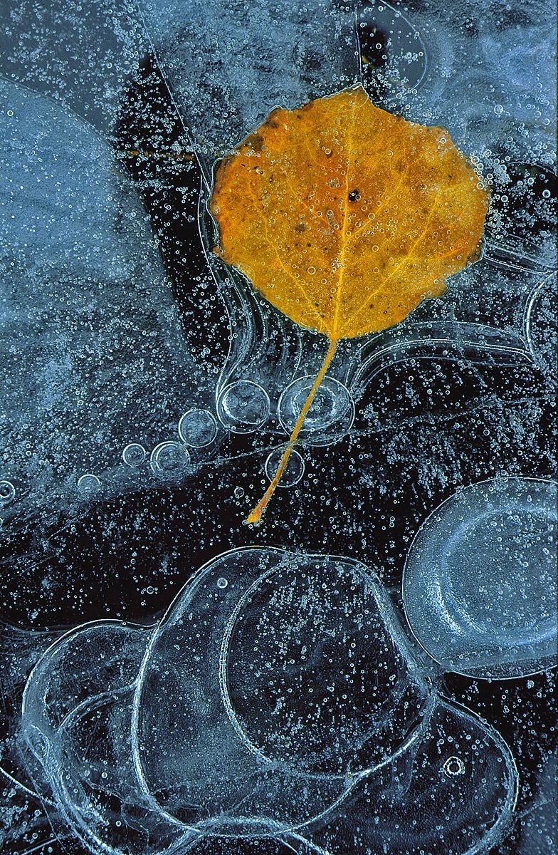 Leaves in Ice 7