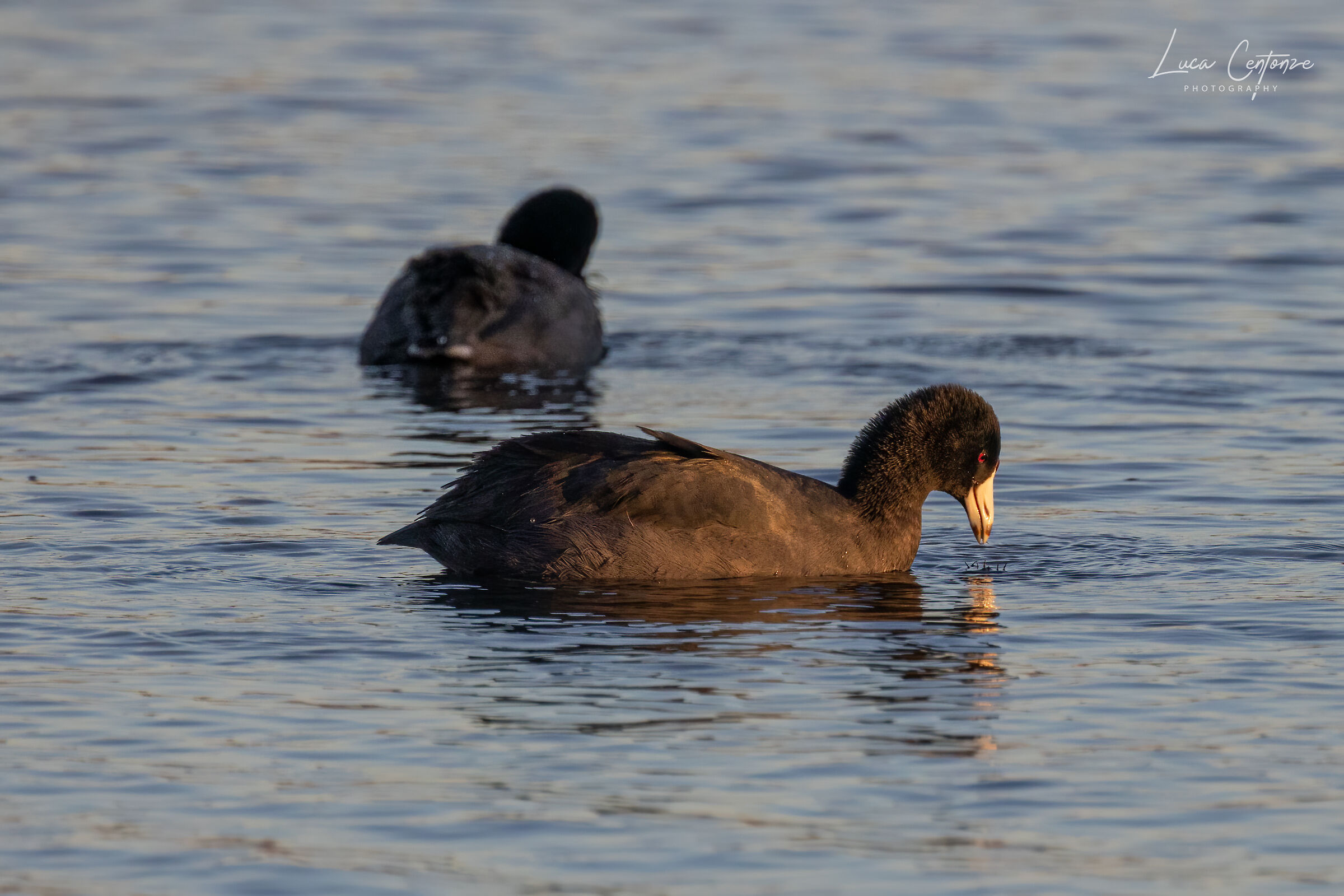 Primo test RF 800 f/11 (Folaga Americana)