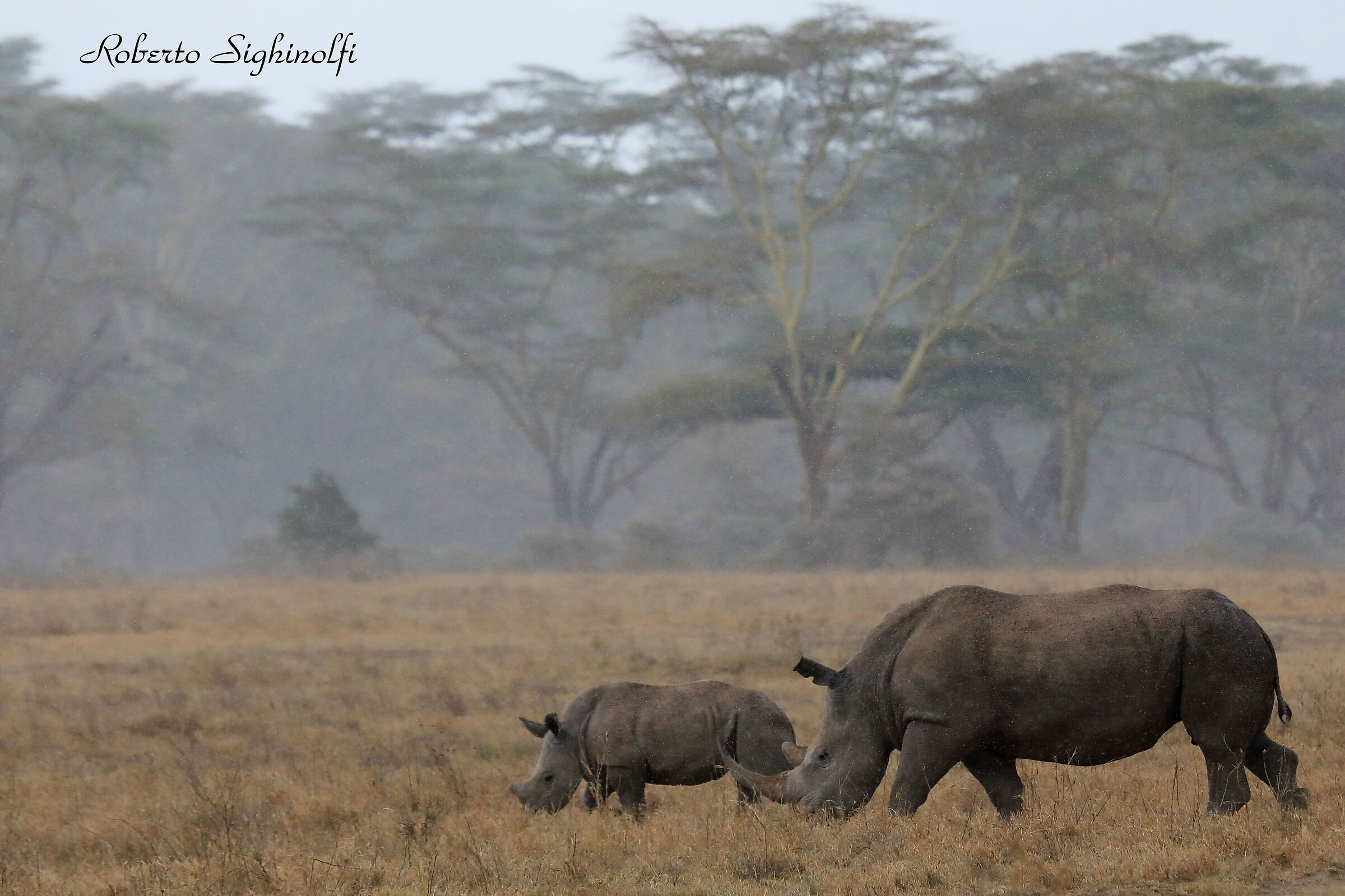 White rhino with puppy