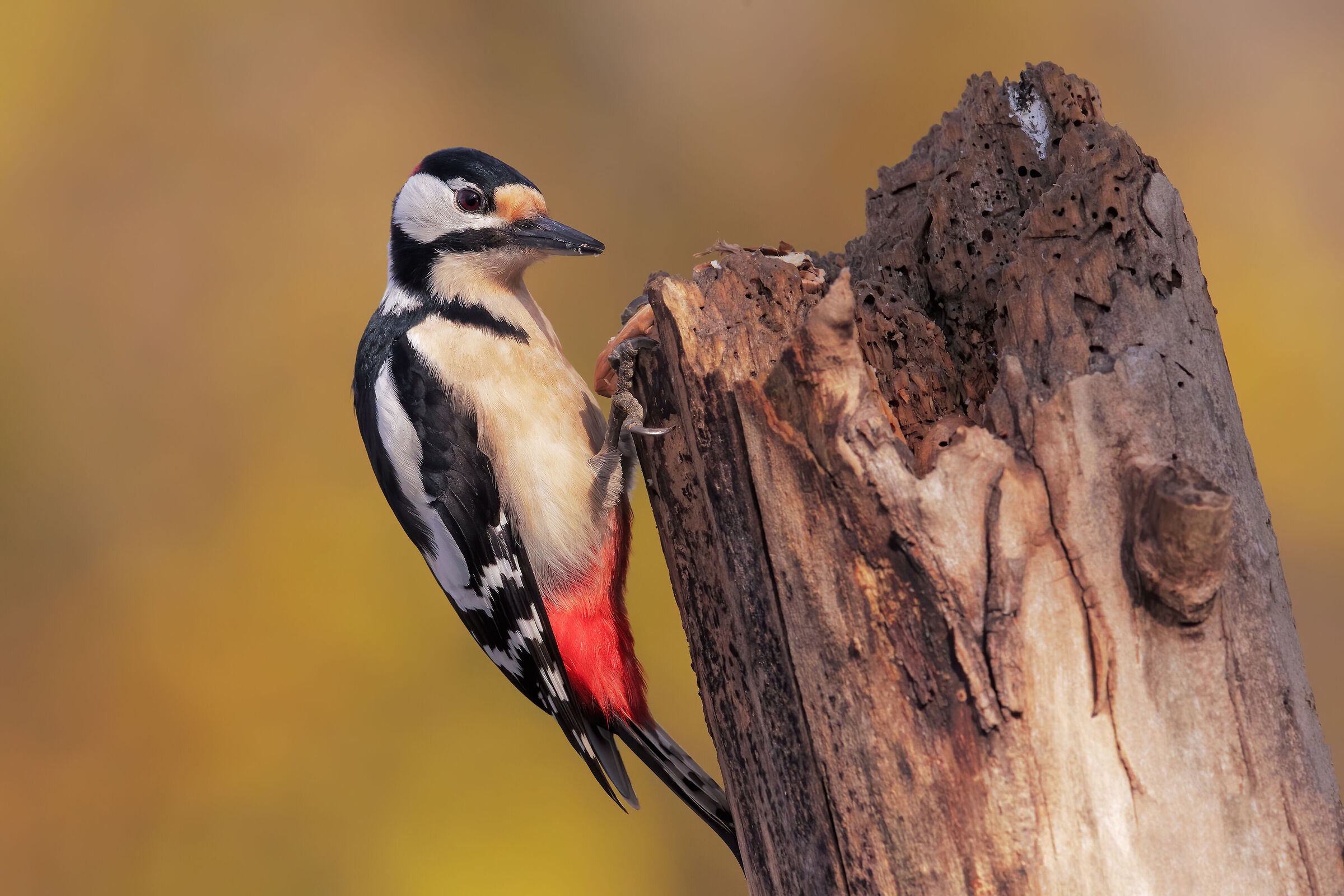 Greater red woodpecker