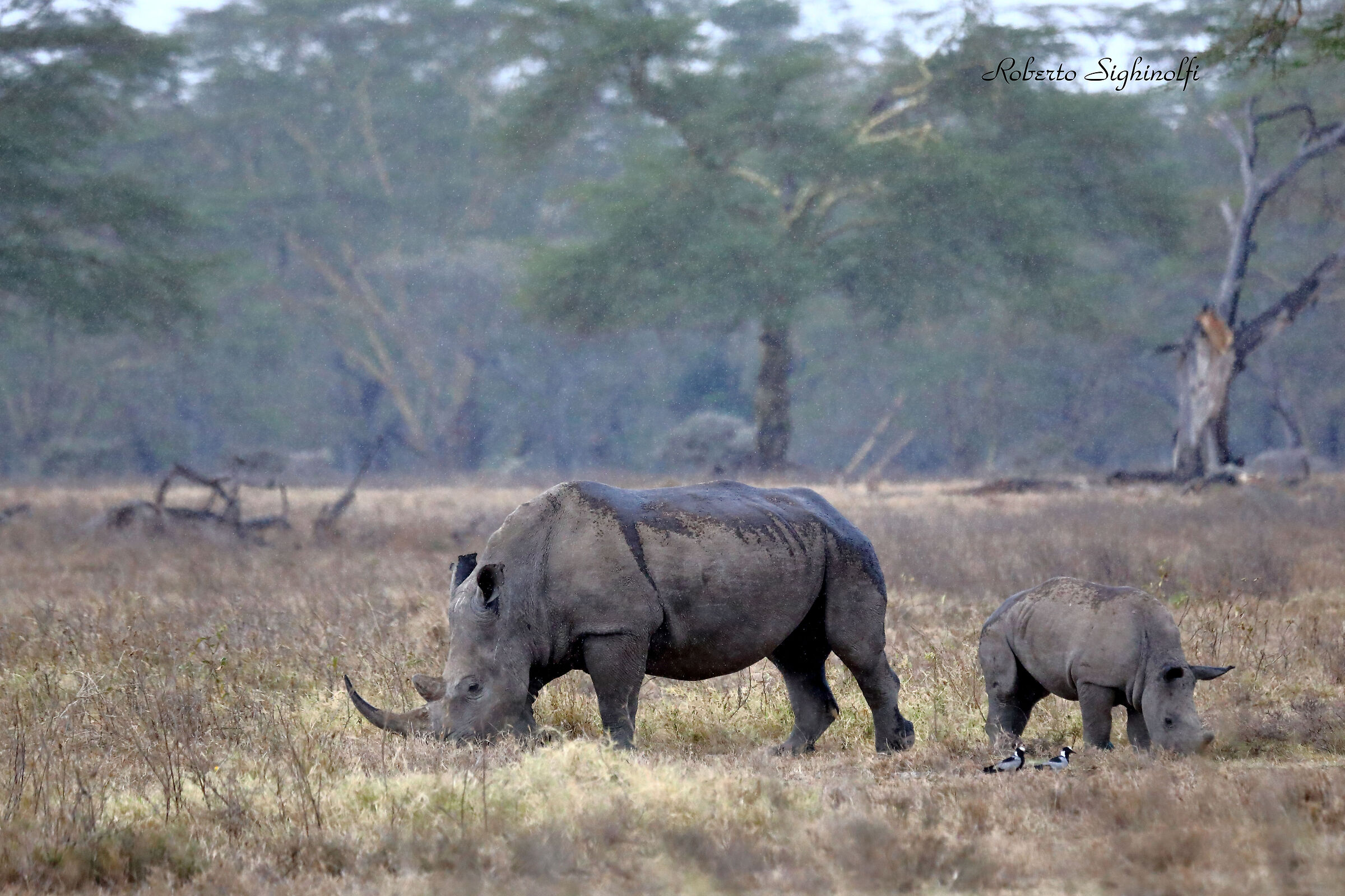 White rhino with puppy