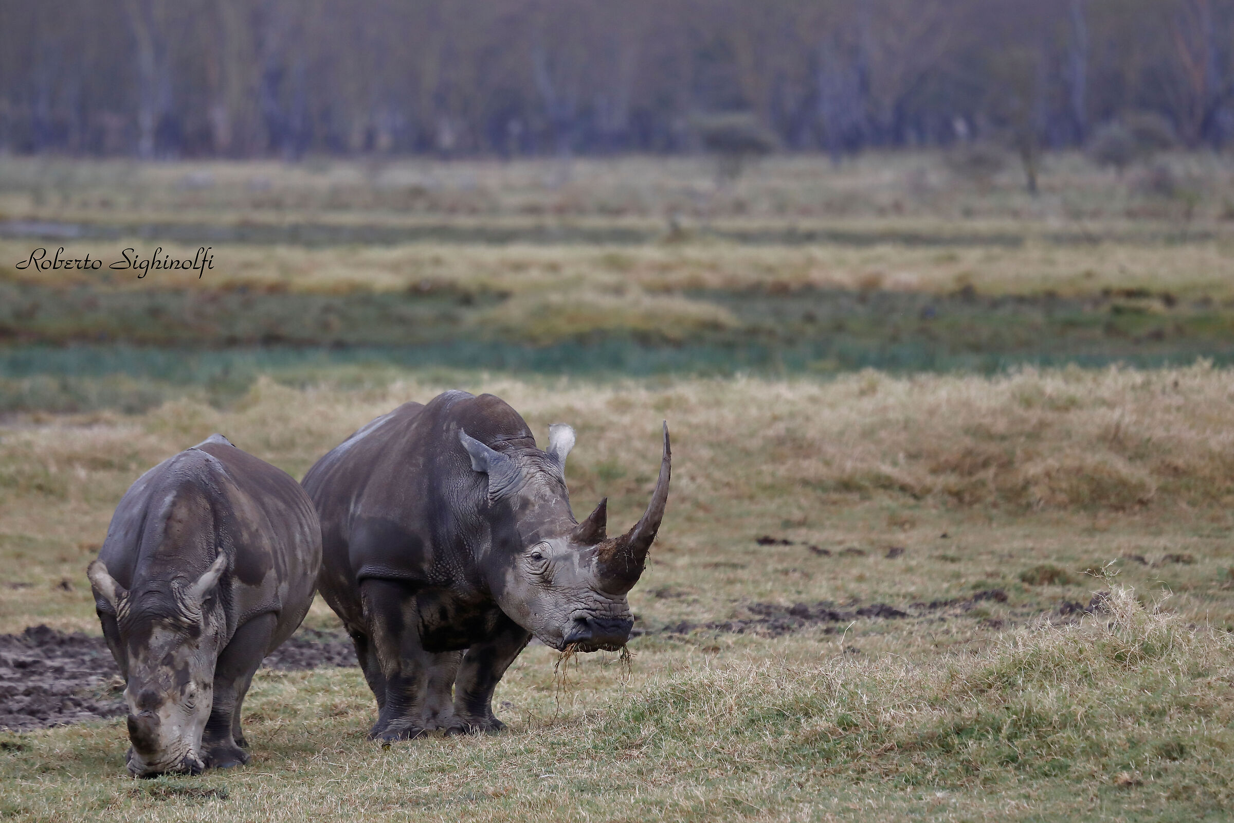 White rhino with puppy