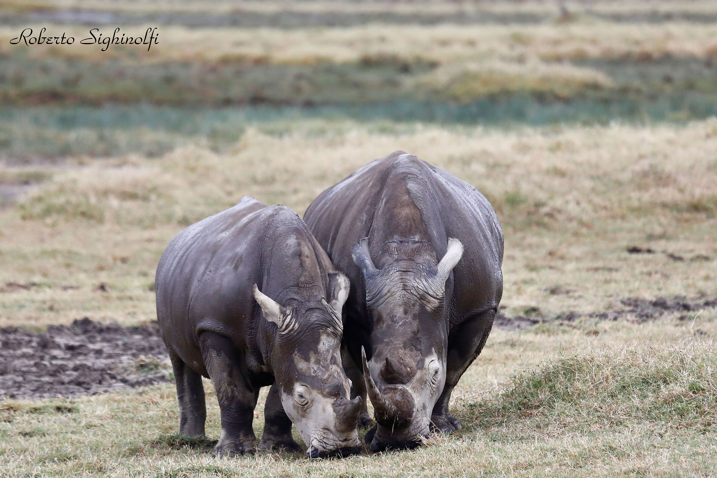 White rhino with puppy