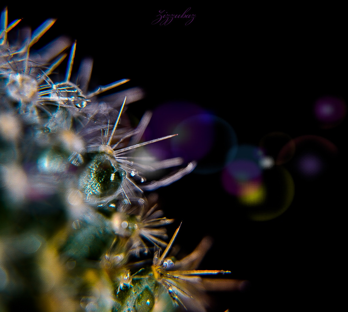 Cactus