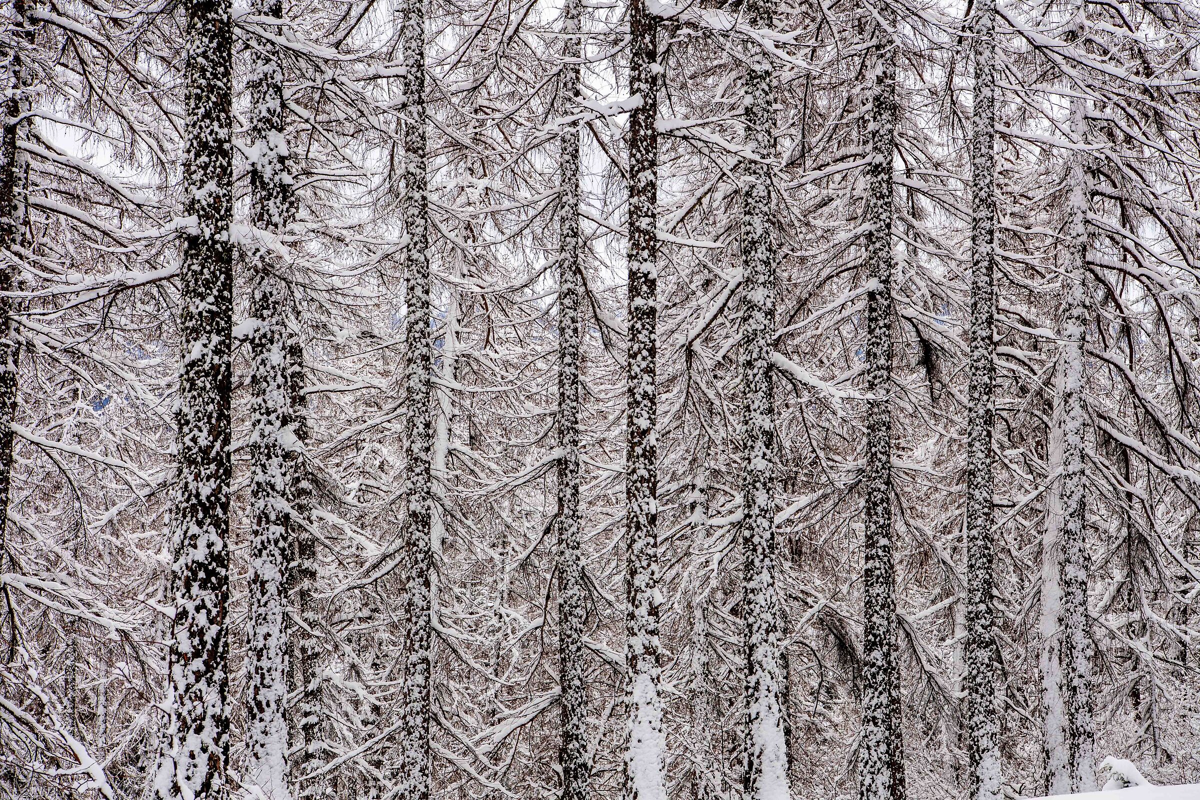 the enchanted forest