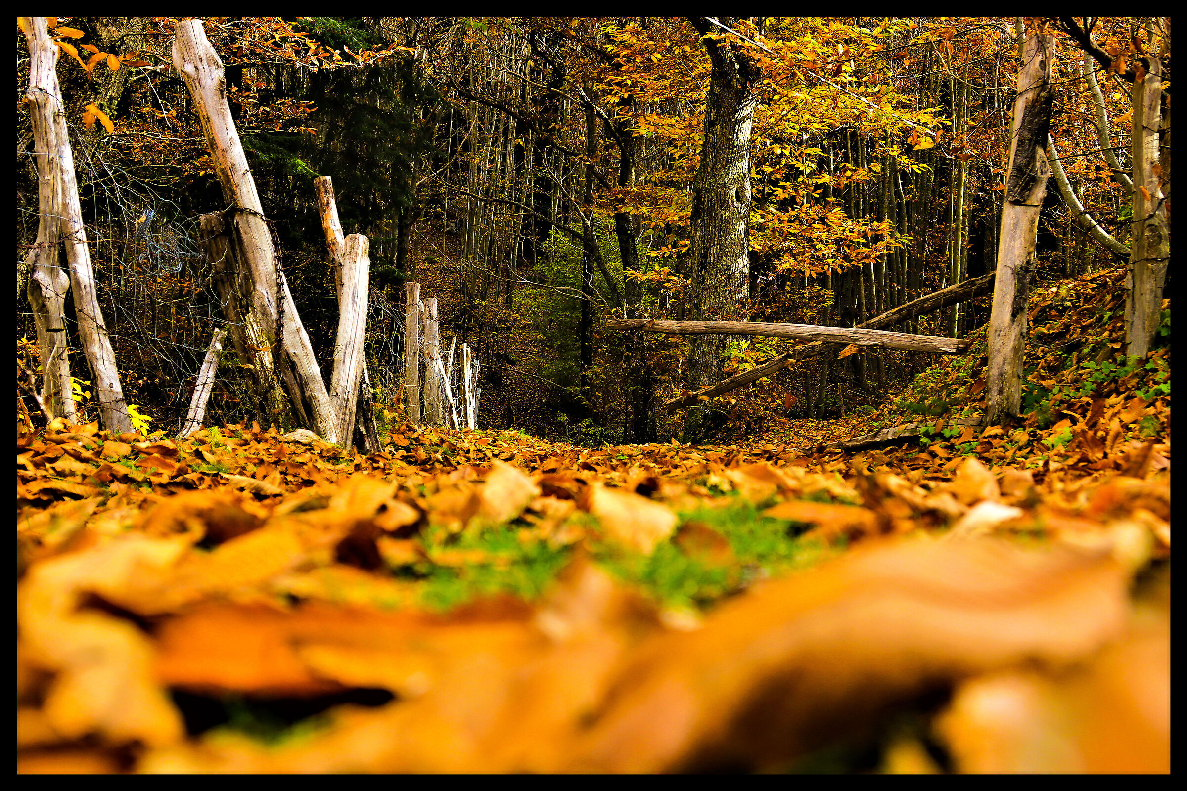 L'autunno all'Amiata
