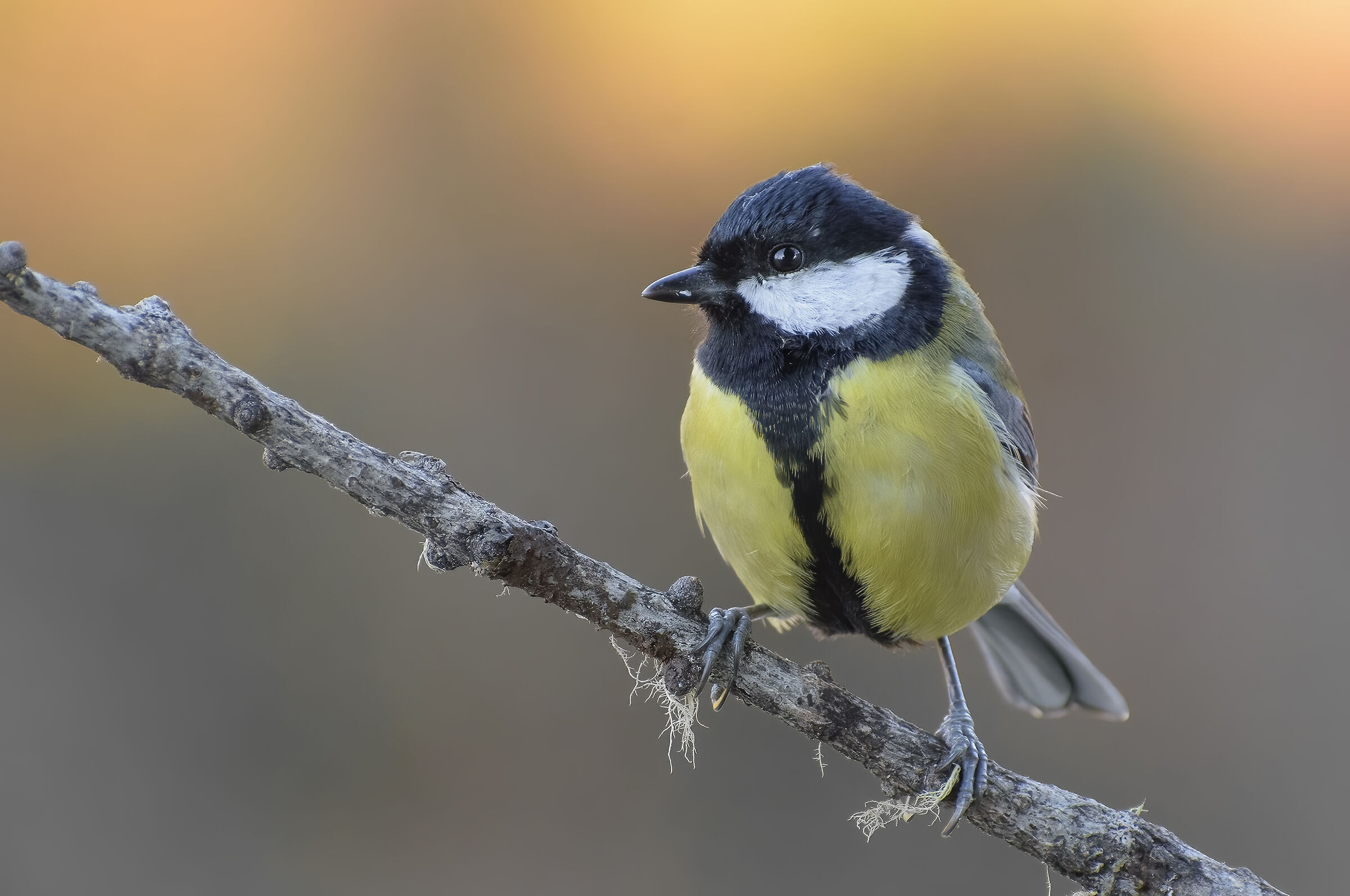 Cinciallegra all'alba