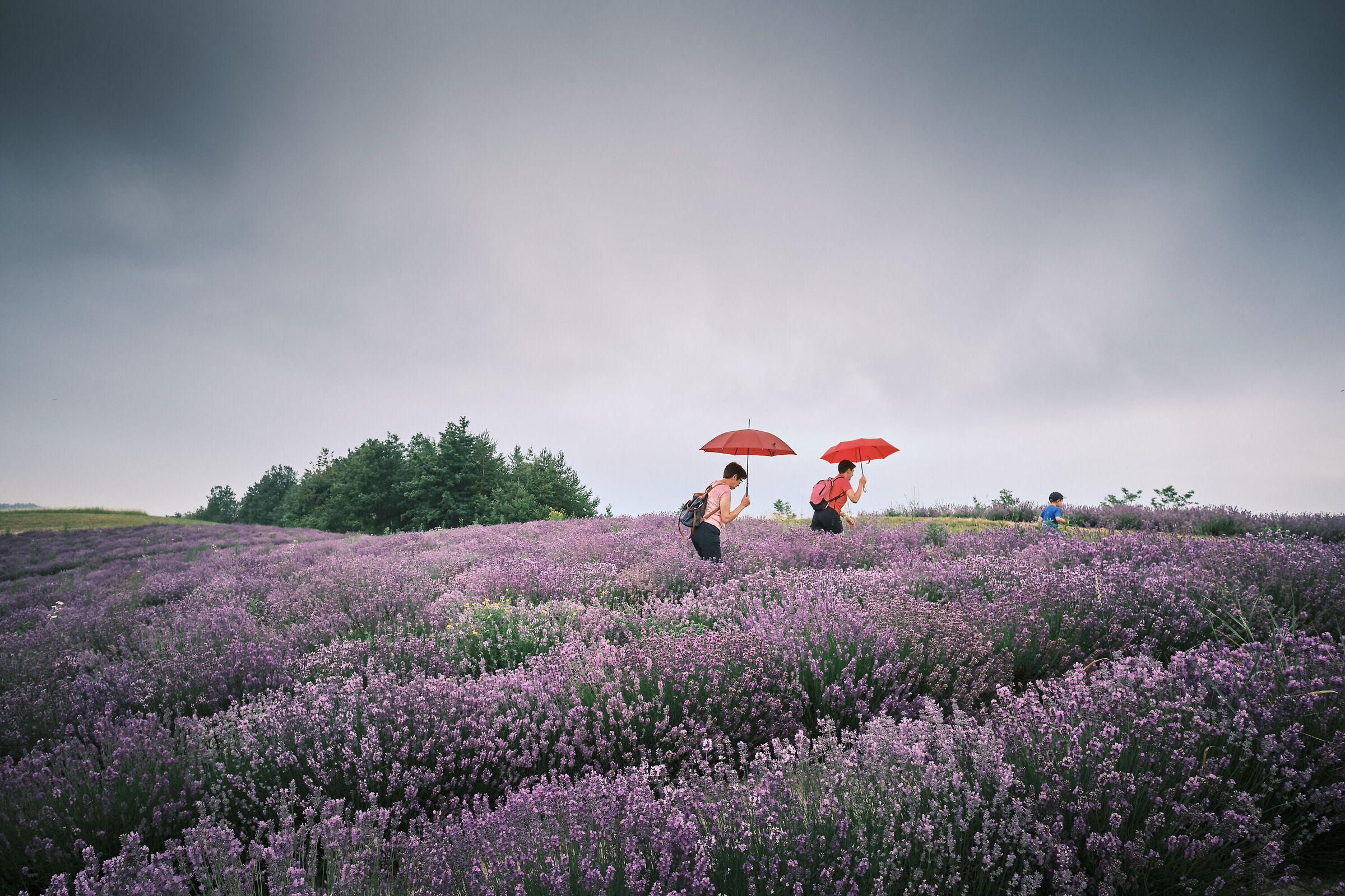 temporale nei campi di lavanda