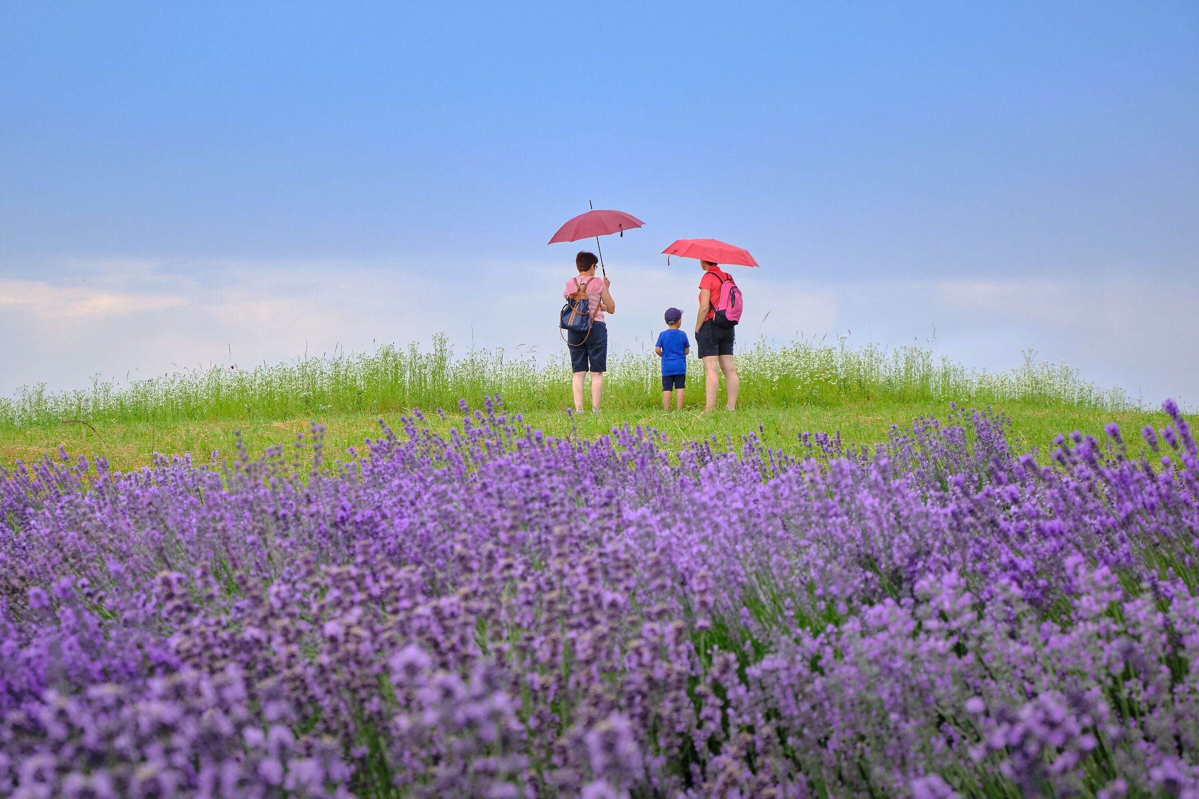 campi di lavanda - sale s.giovanni