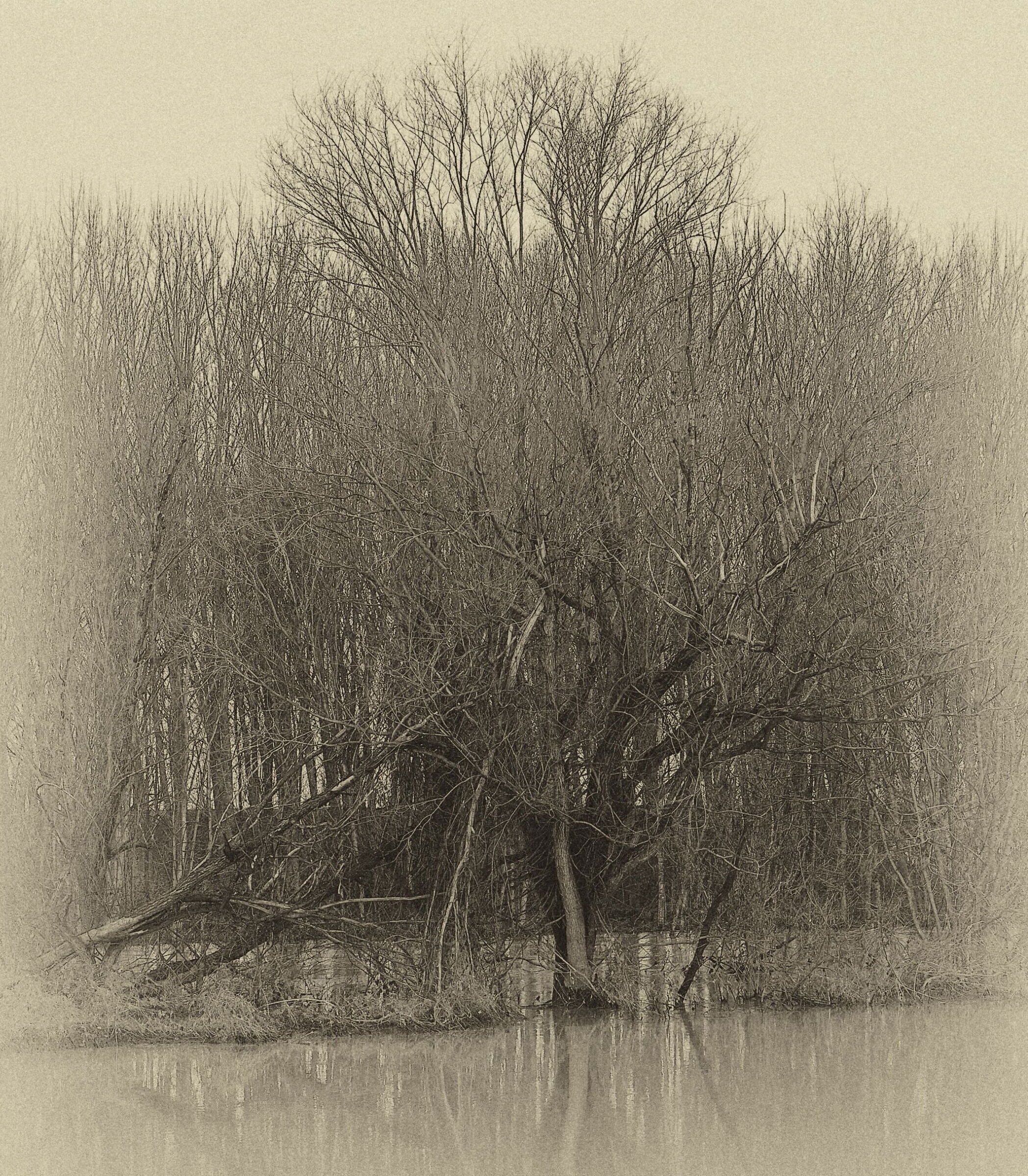 29/12/2020 - Albero in golena.