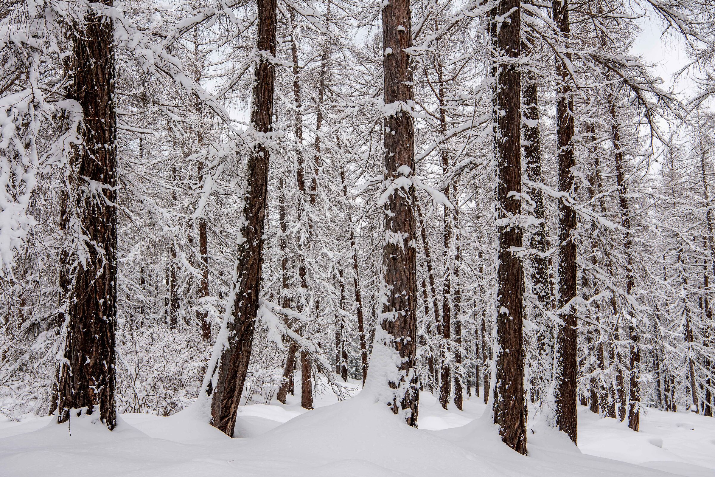 the enchanted forest (2)