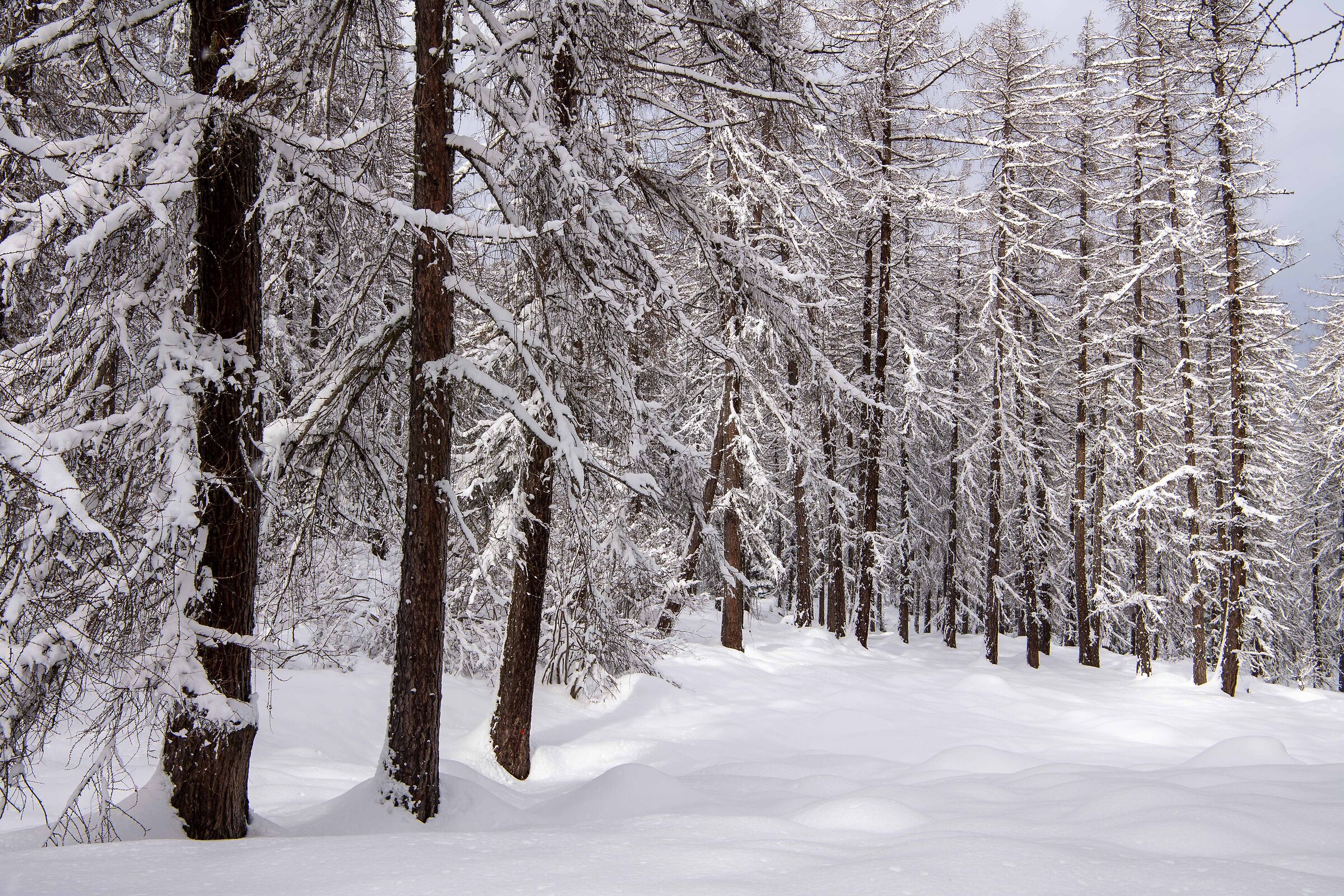 the enchanted forest (3)