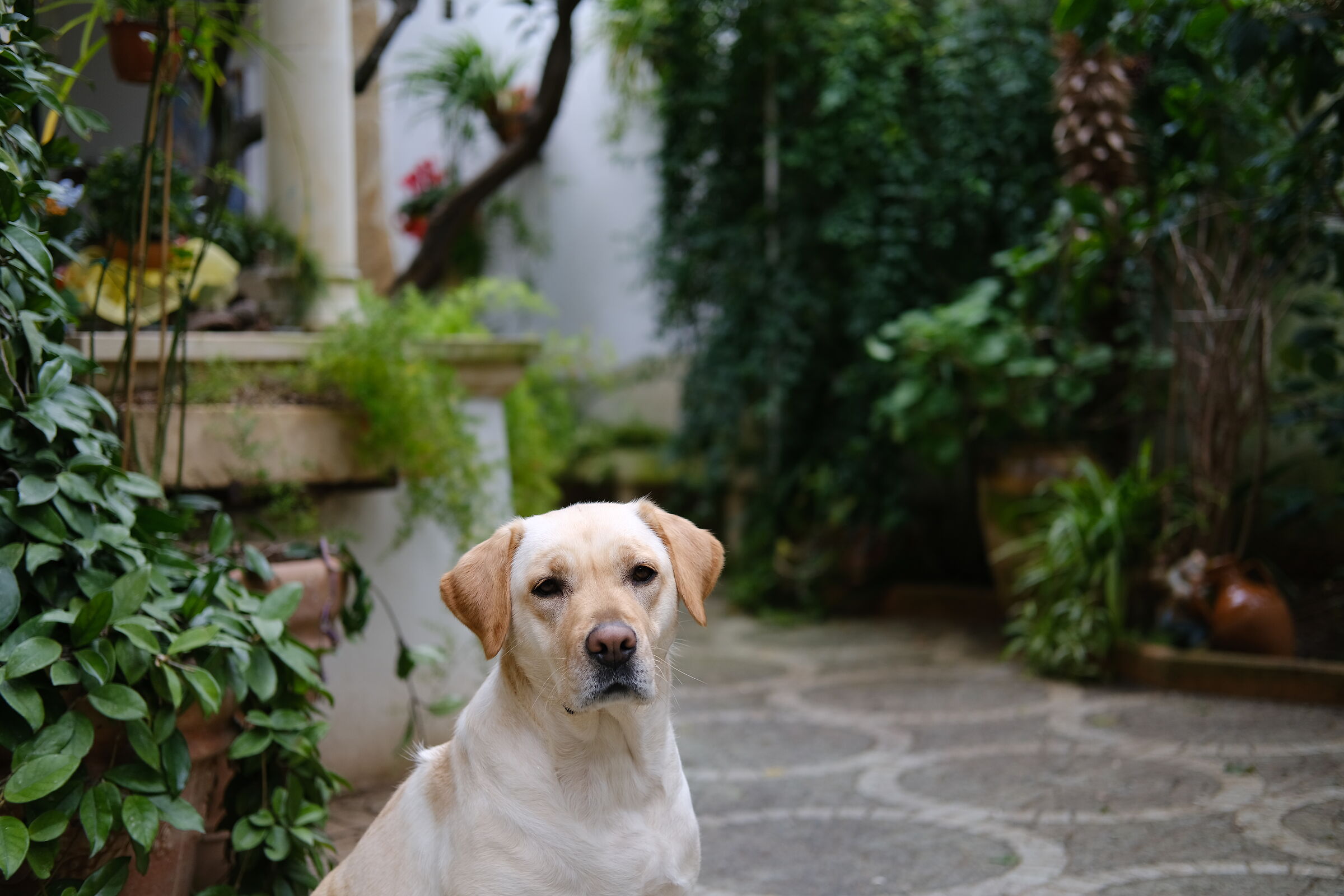 My Little Labrador V Pup