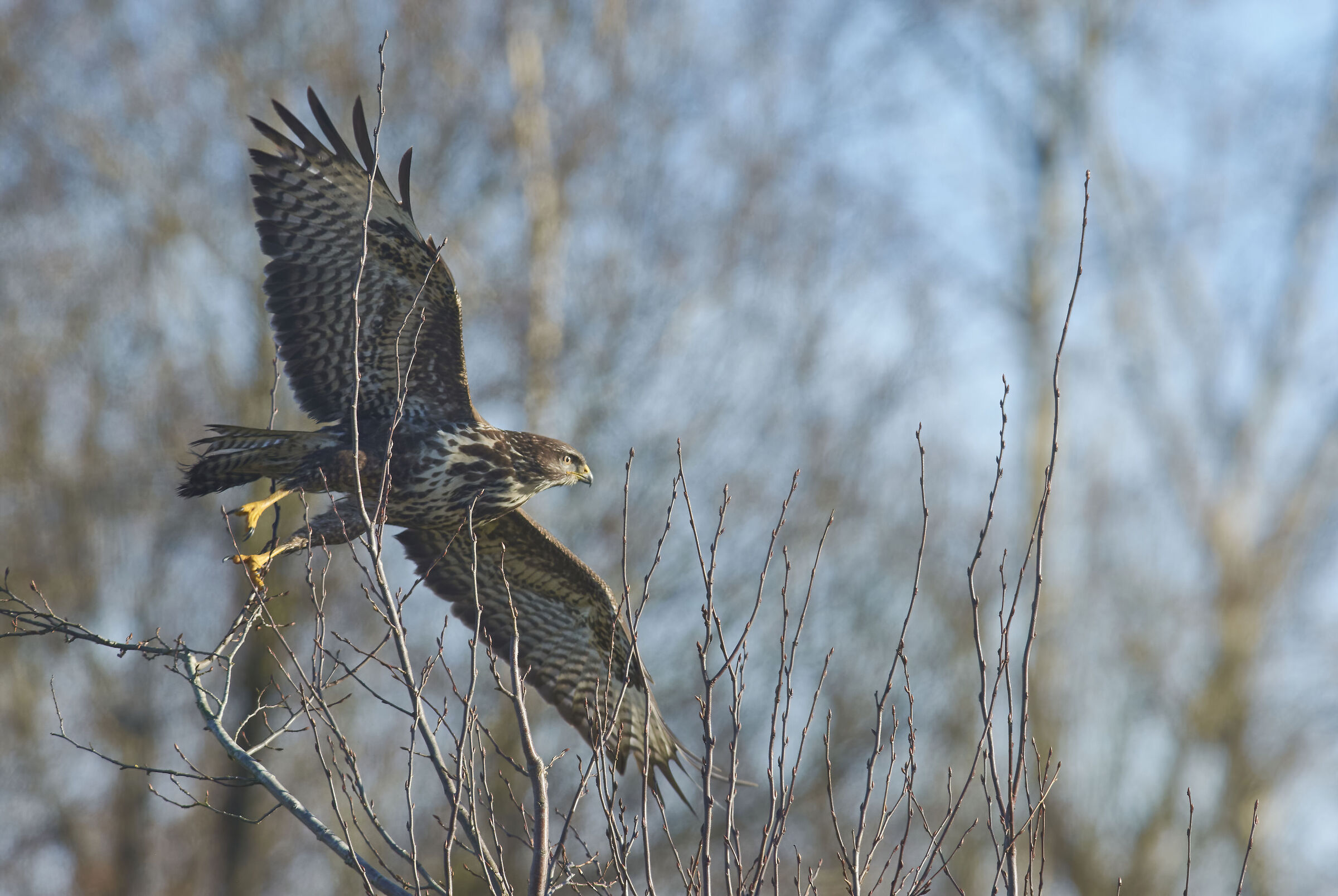Poiana comune europea (Buteo buteo)