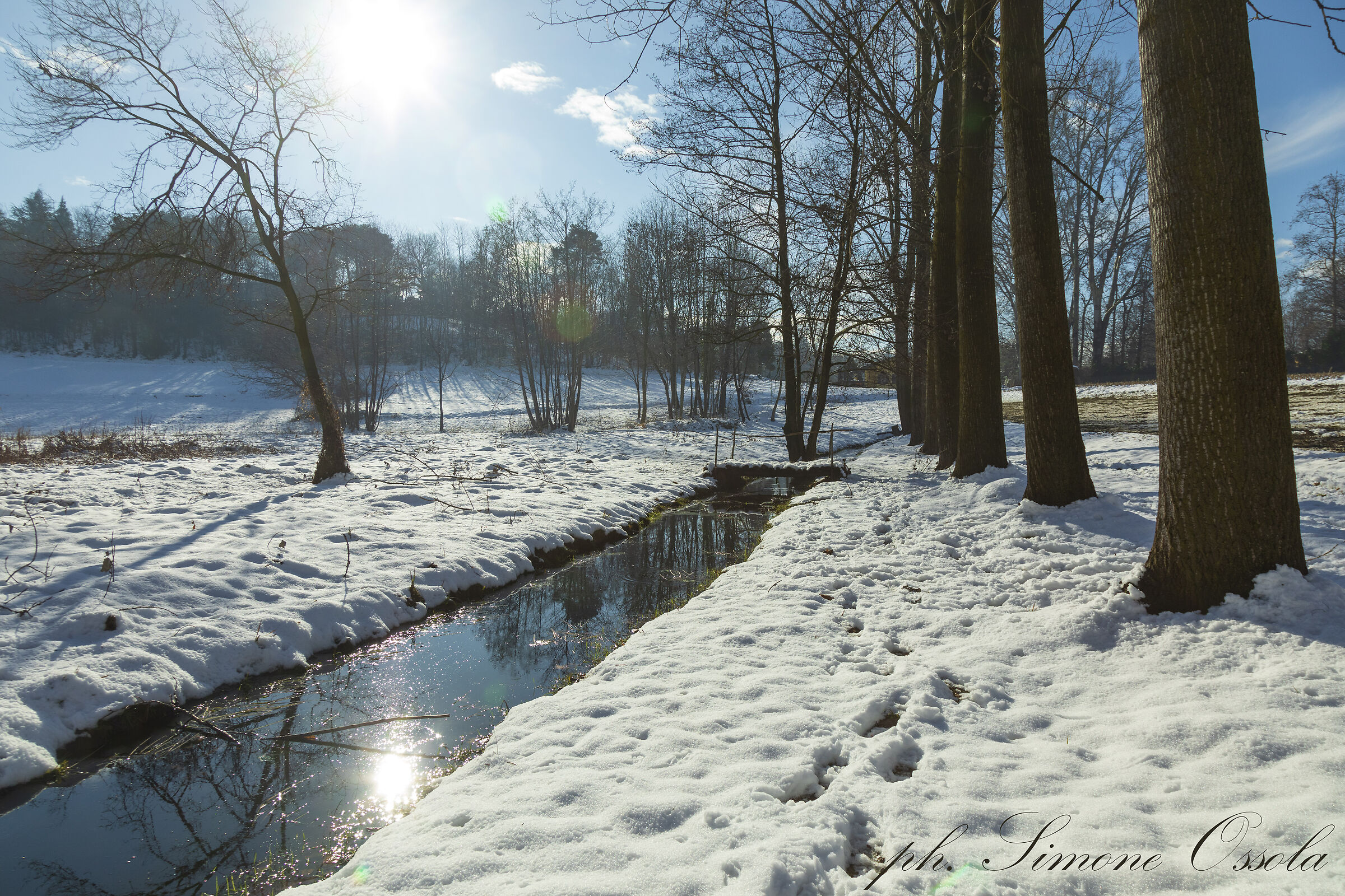 Snowfall in the swamp
