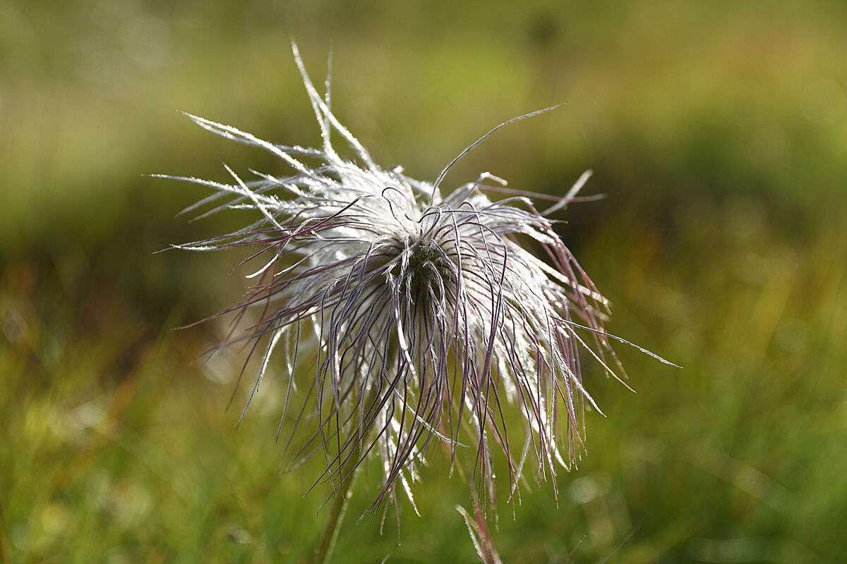 Pulsatilla