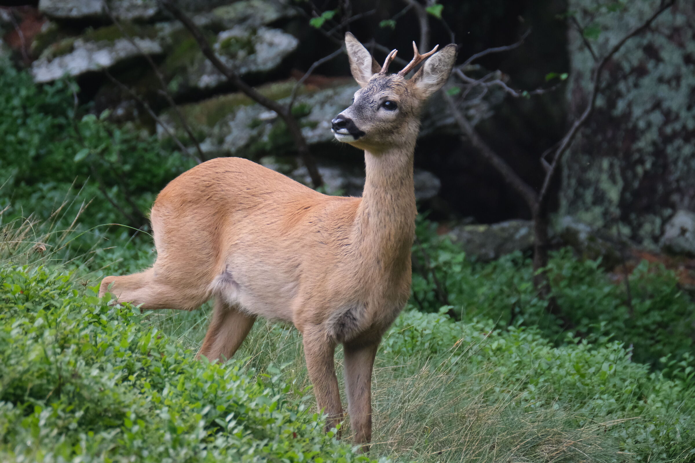 Fugi x t4fugi 100/400 1/350 560 iso3600