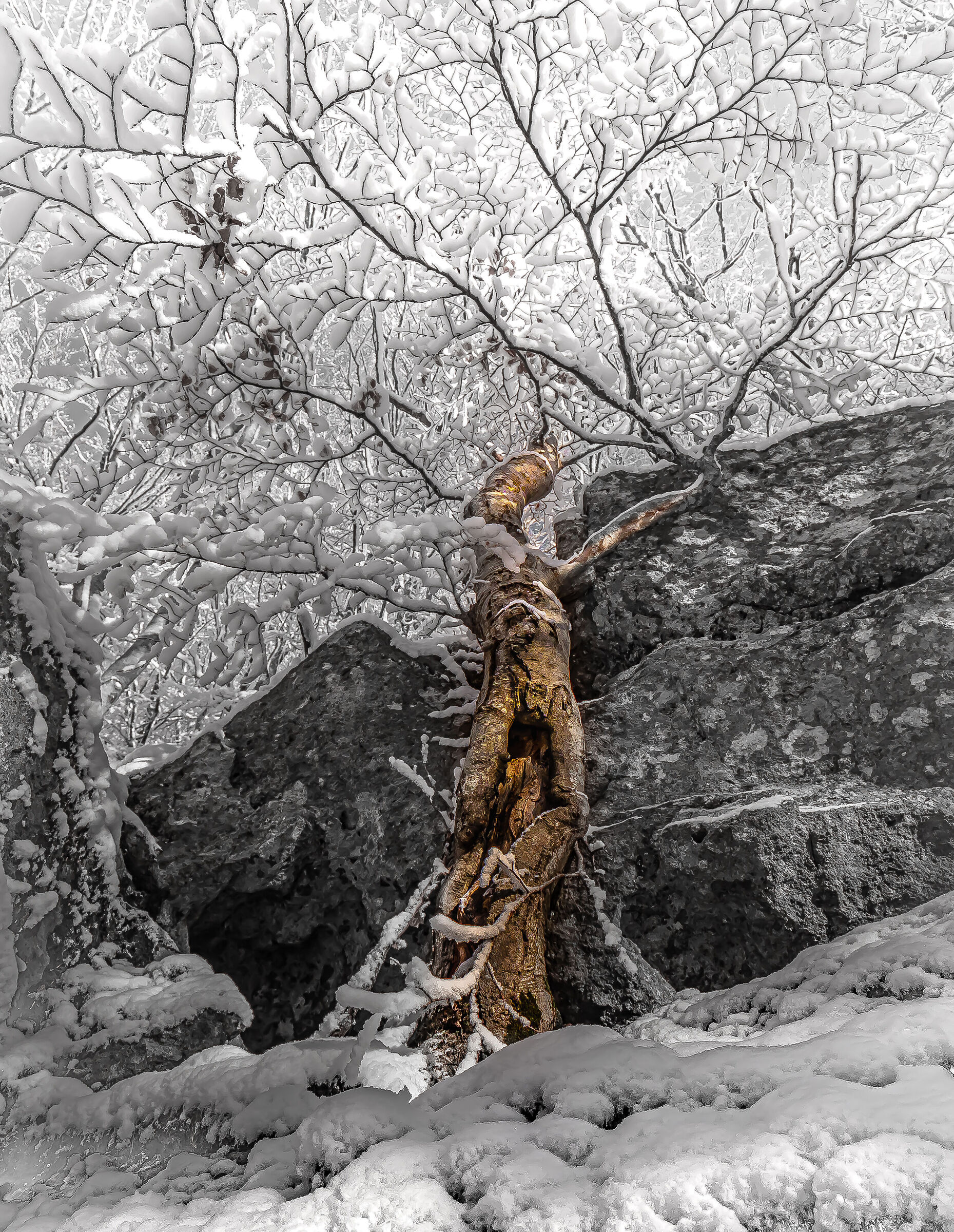 Monte Amiata forest before snow 2