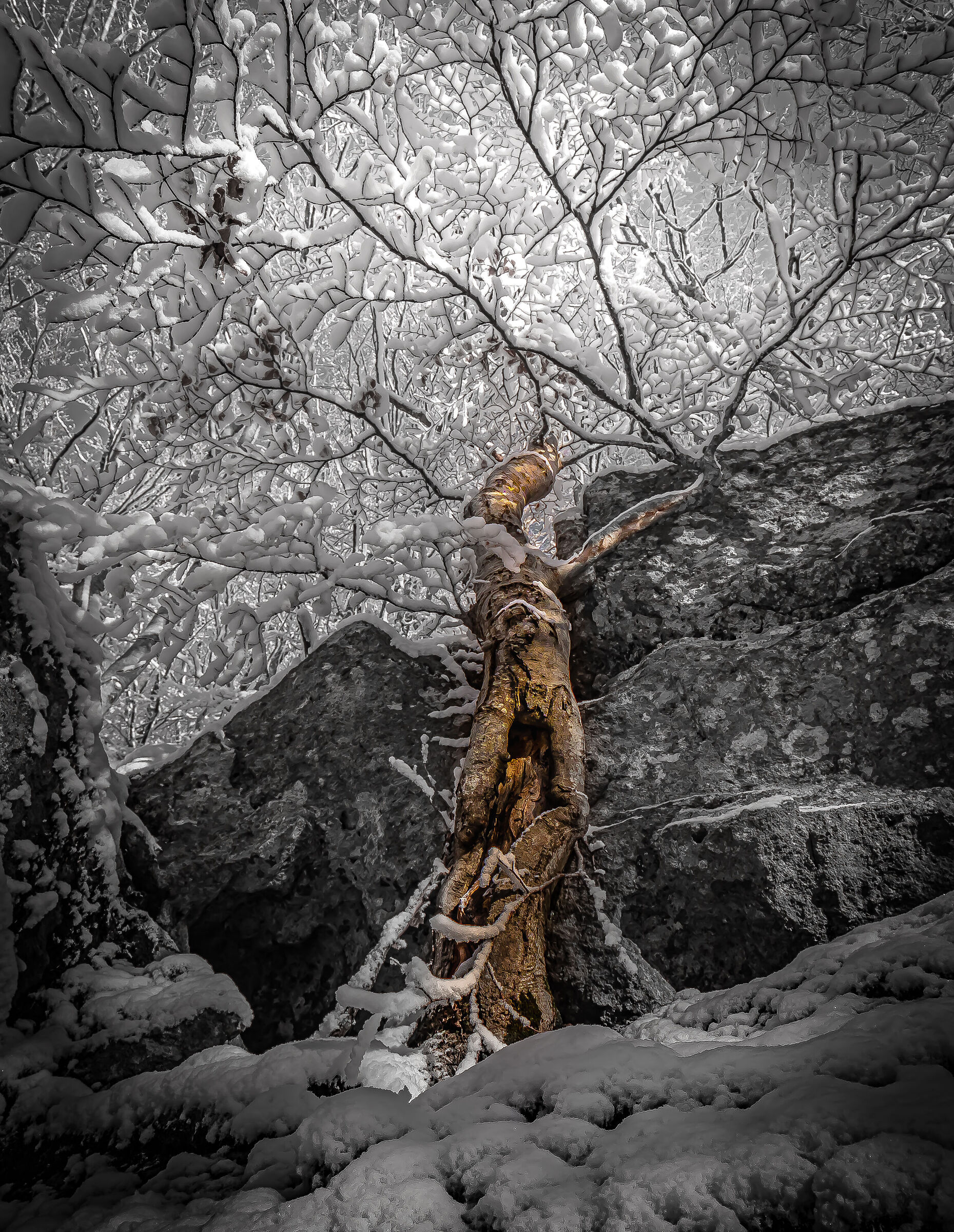 Monte Amiata forest before snow 3