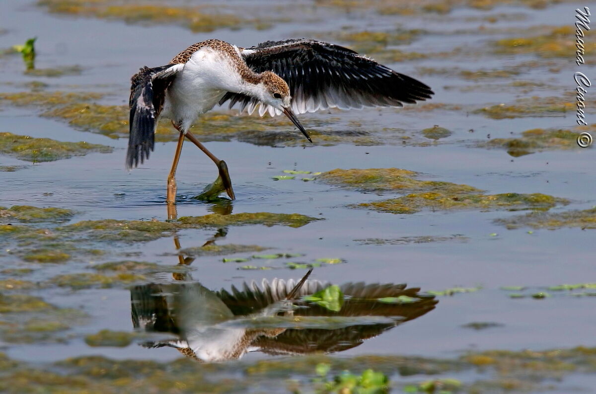 Cavaliere d'Italia:La Danza del Pullo
