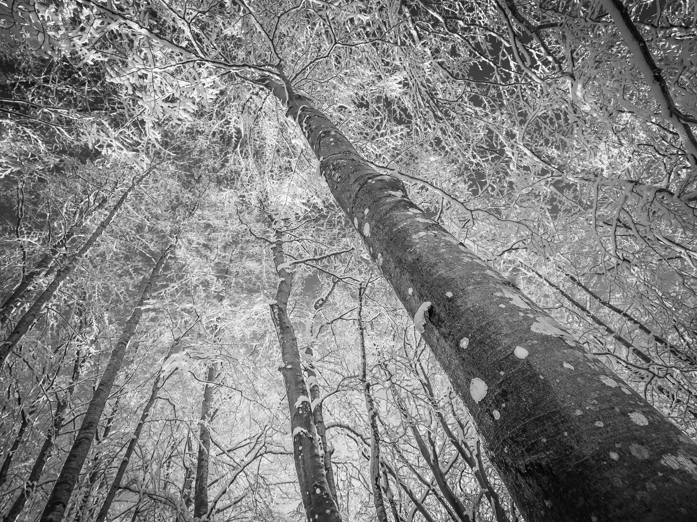 Monte Amiata forest before snow 4