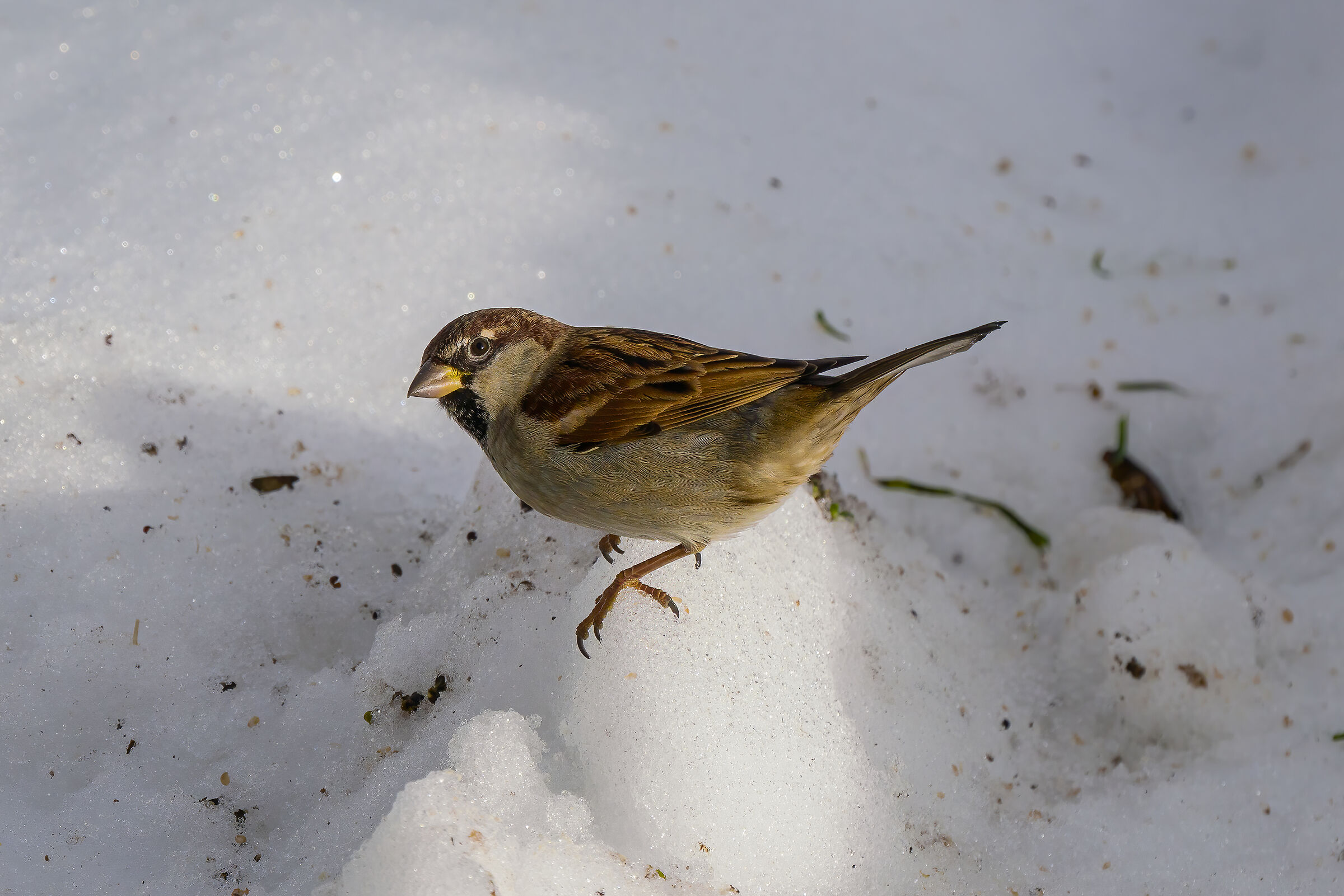 Hungry common passerp in the snow