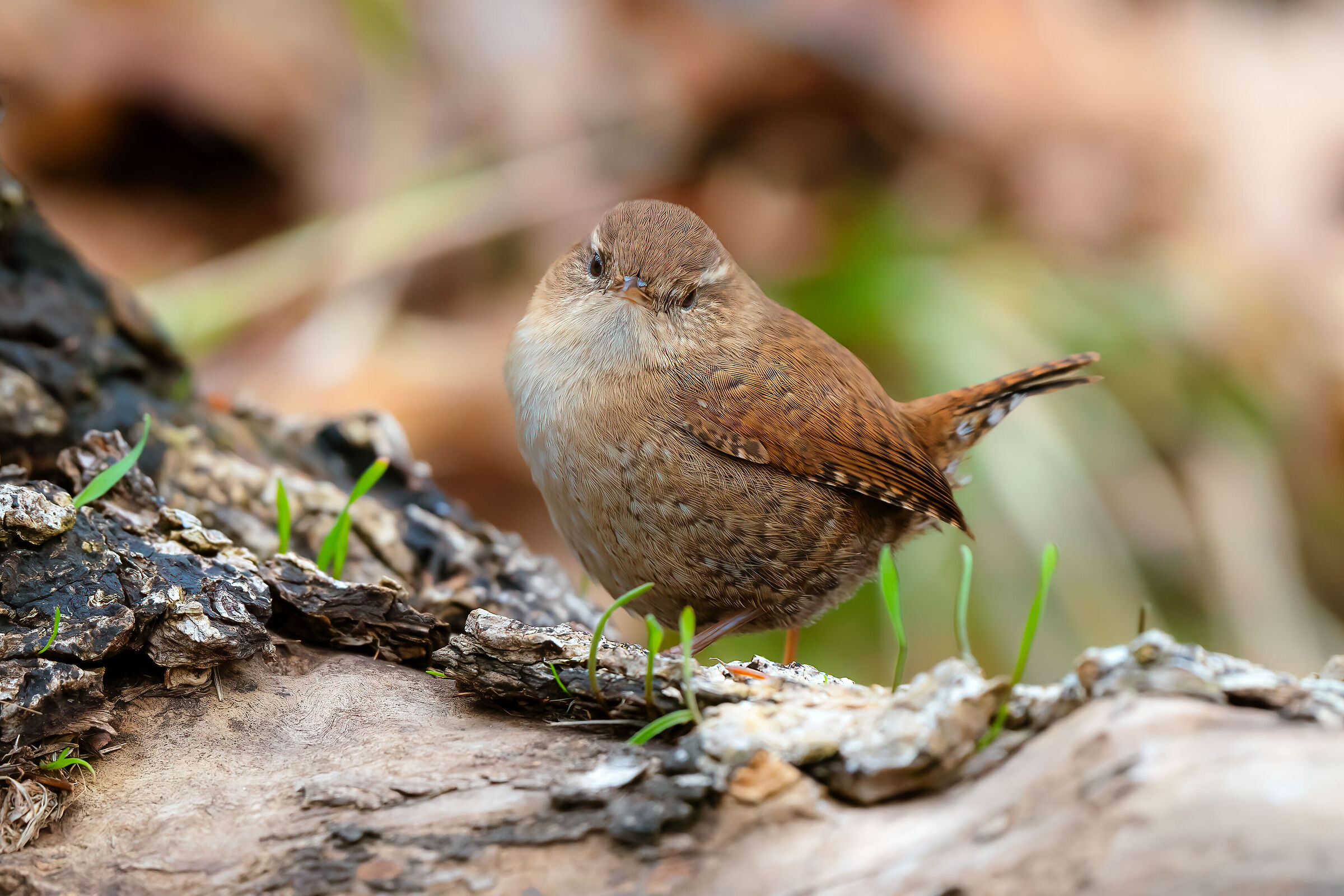 Wren