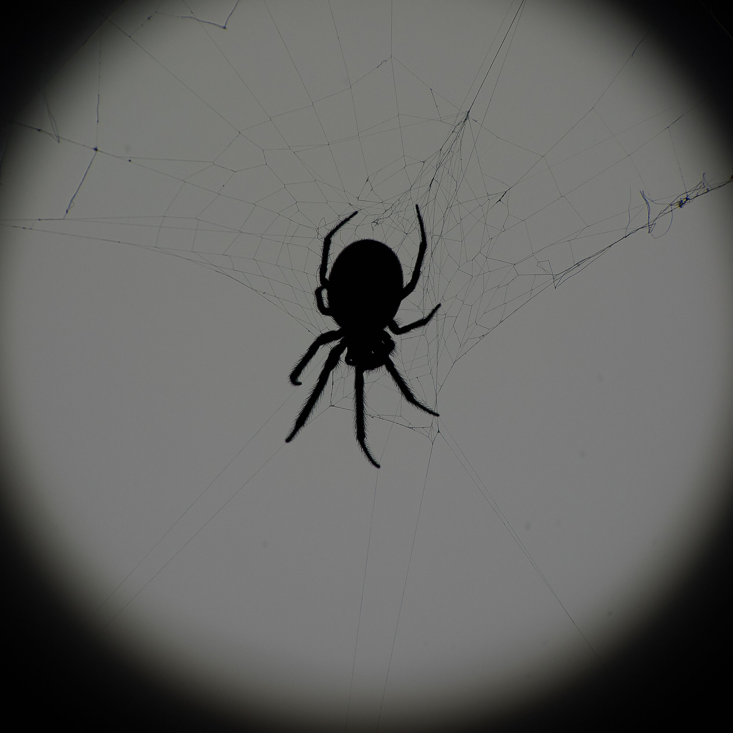 Spider